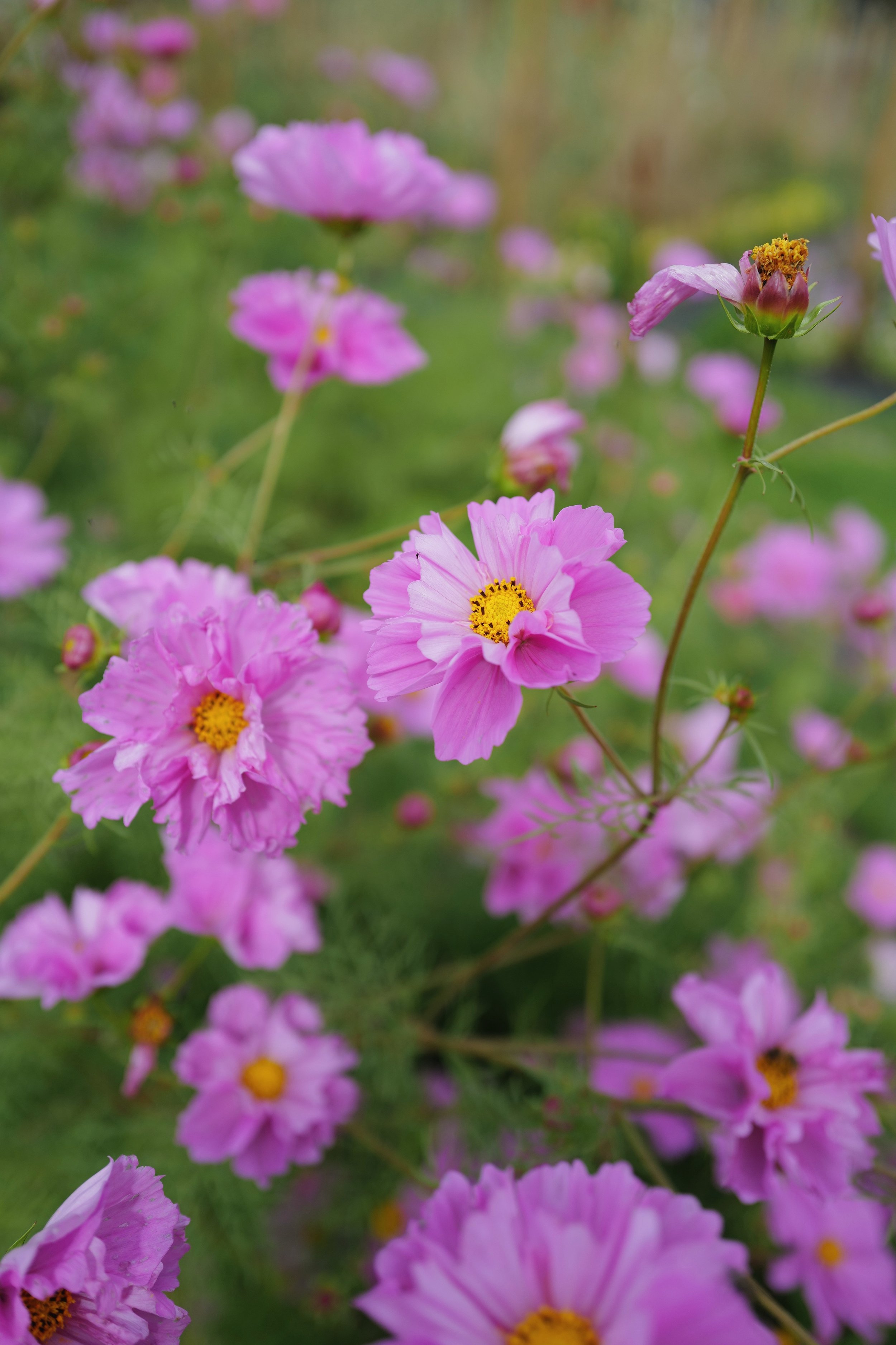 Cosmos ‘Rose Bon Bon’