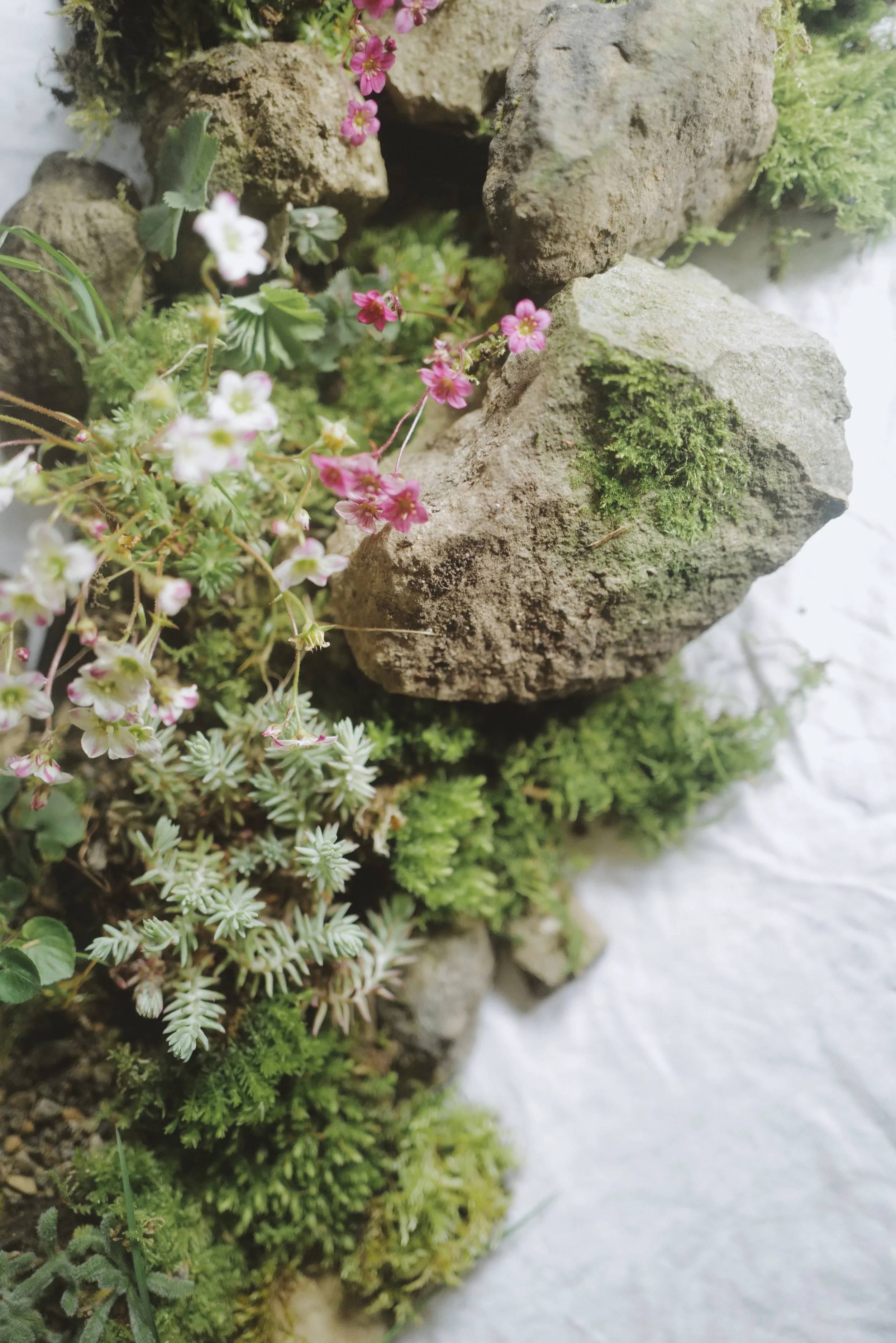 Rock garden with moss and small pink flowers