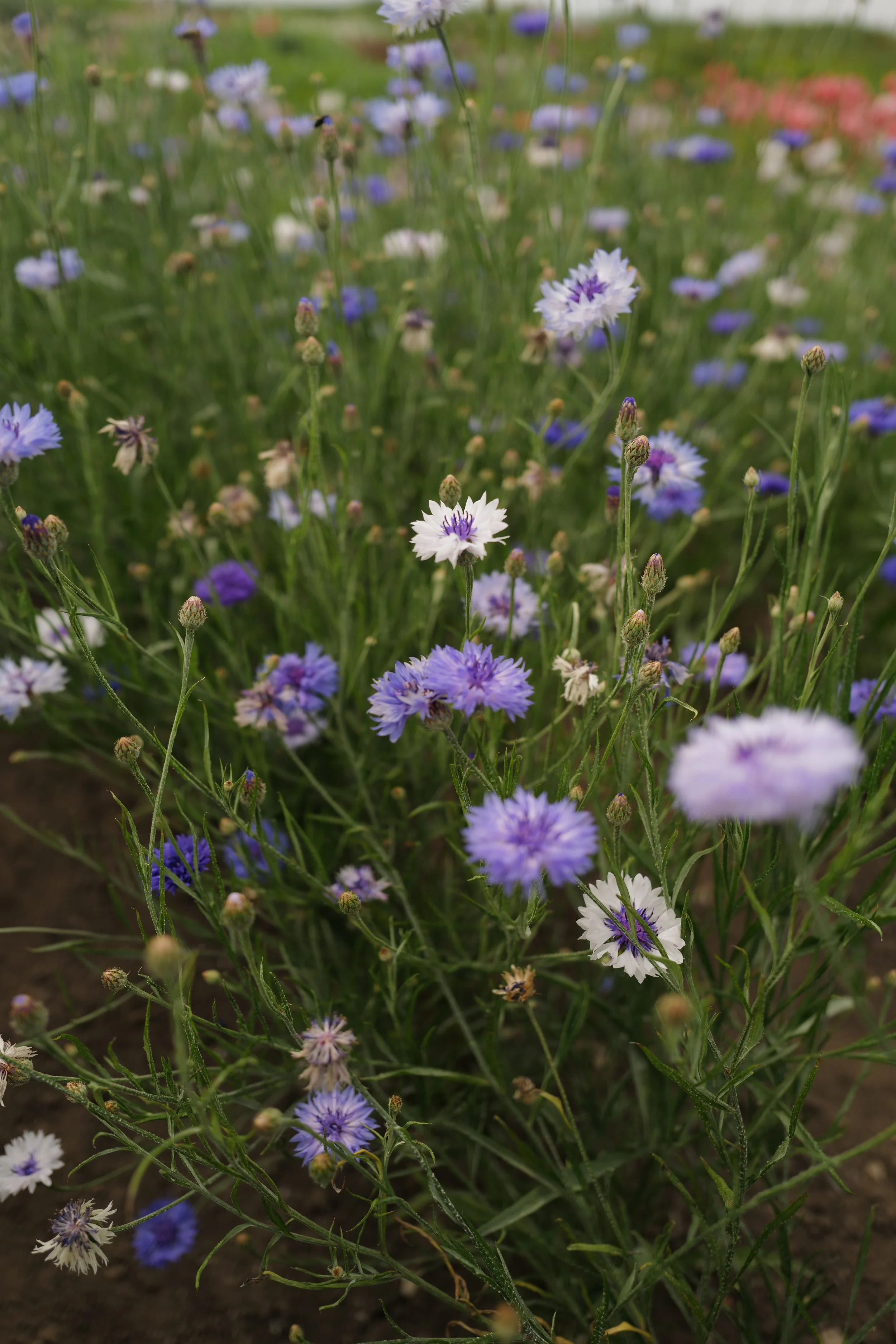 L1550544.JPG
