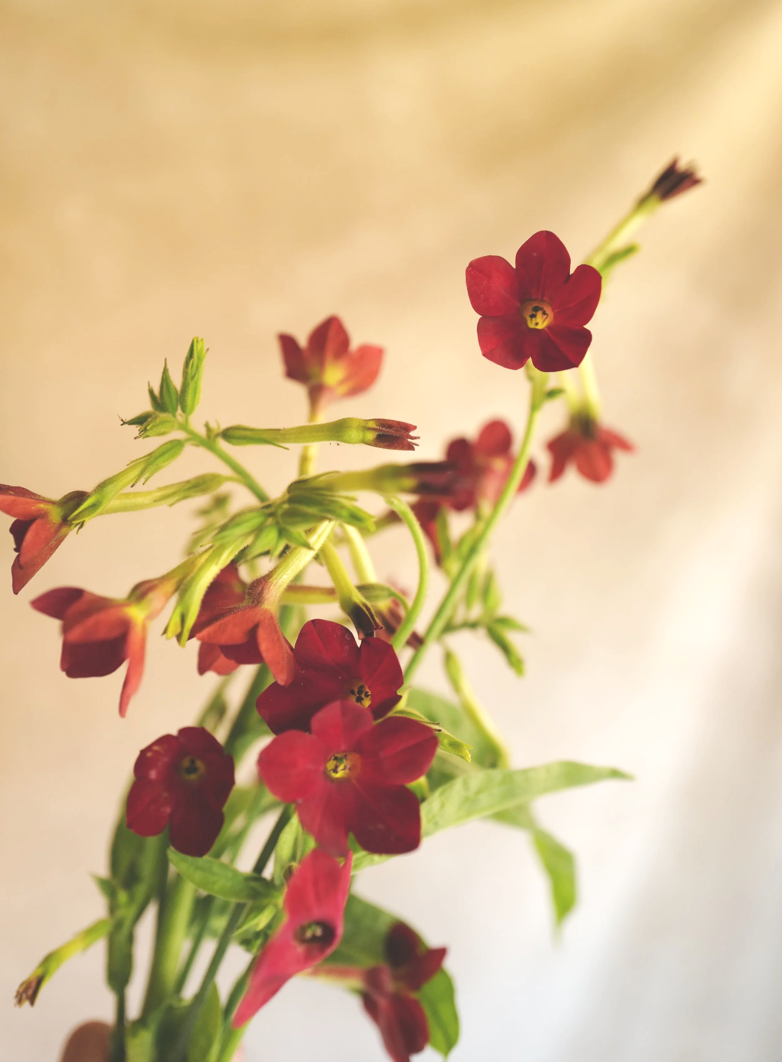 Nicotiana+Baby+Bella1.png