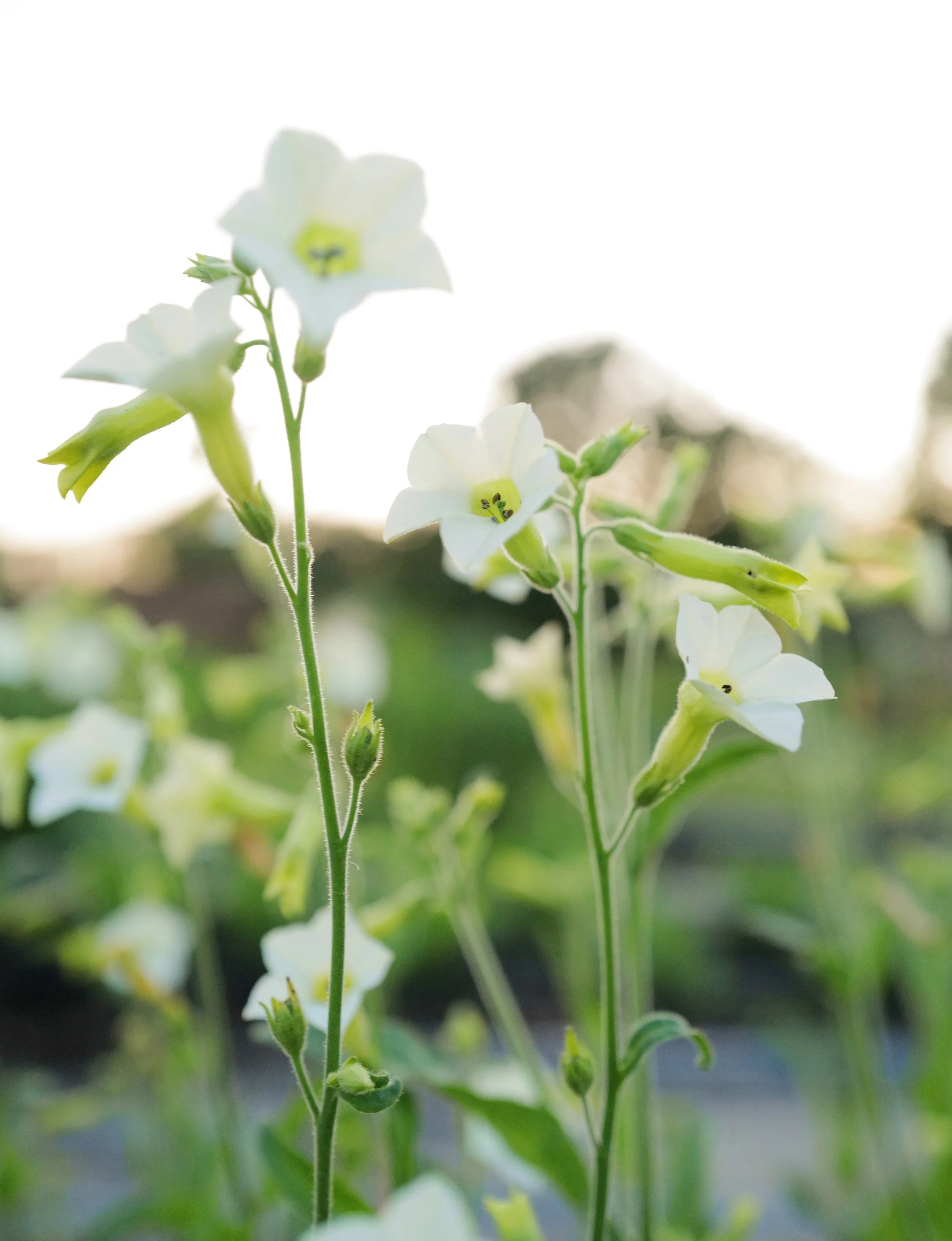 nicotiana starlight dancer6.jpeg