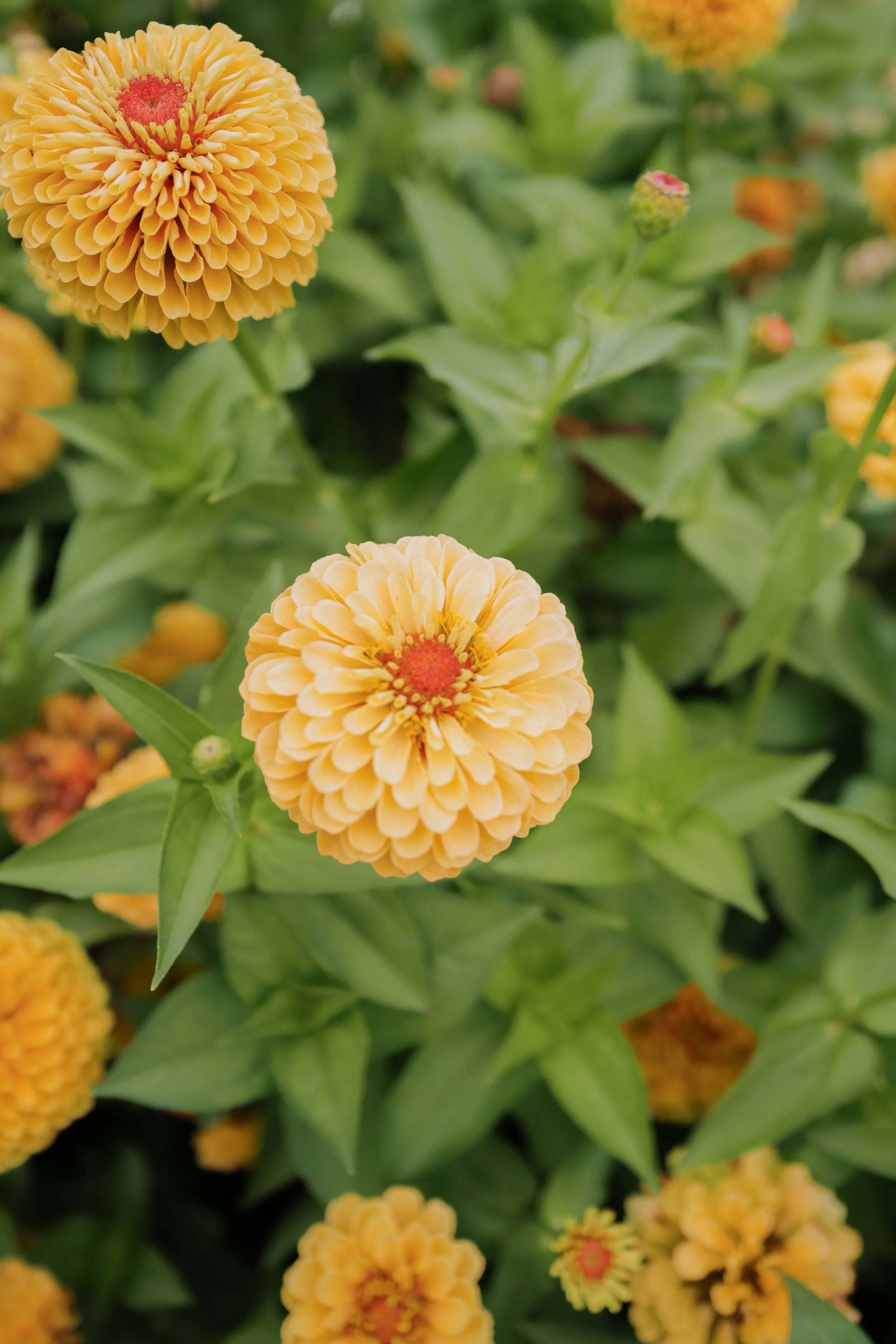 zinnia queeny lemon peach17.jpg
