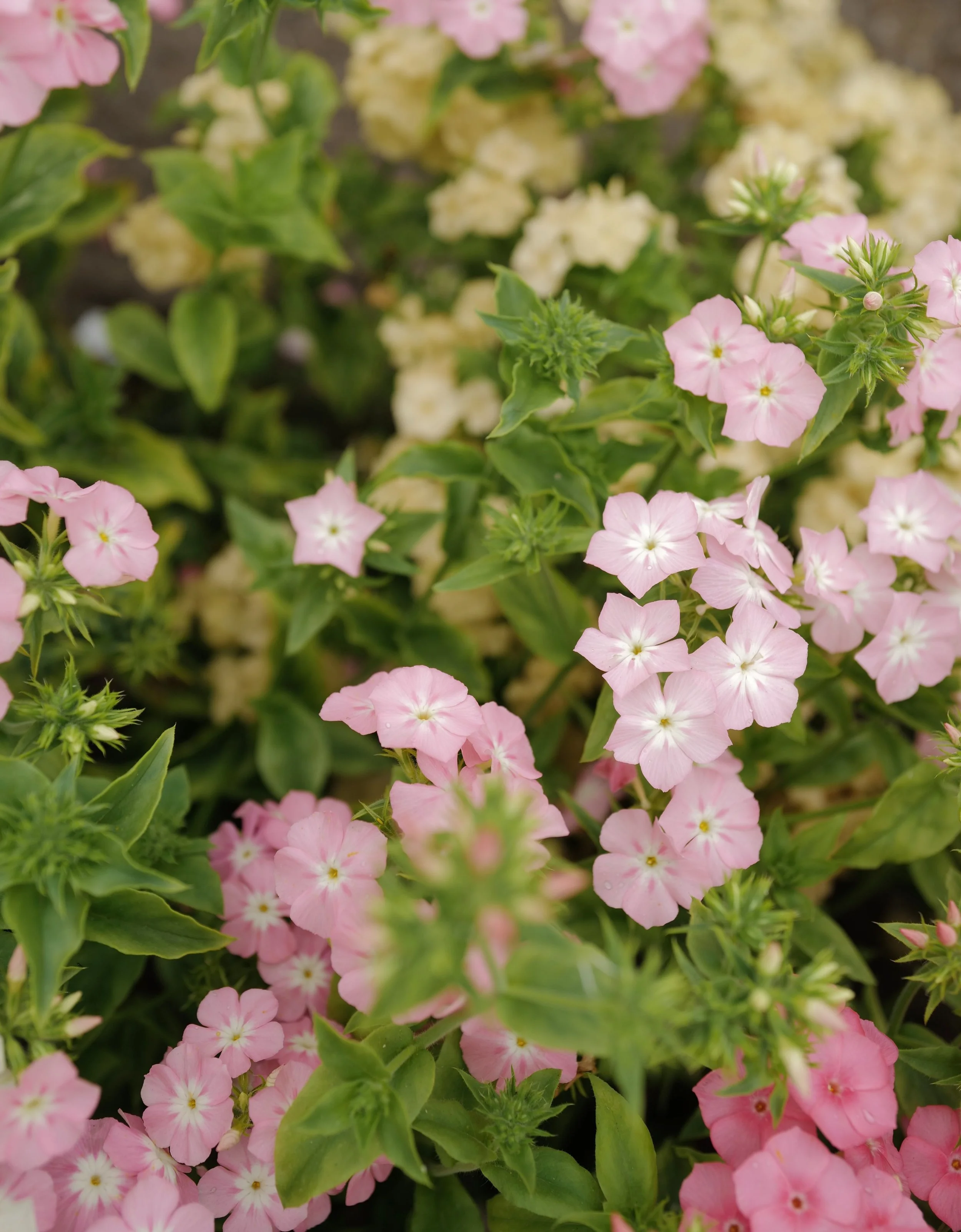 phlox coral reef9.jpeg