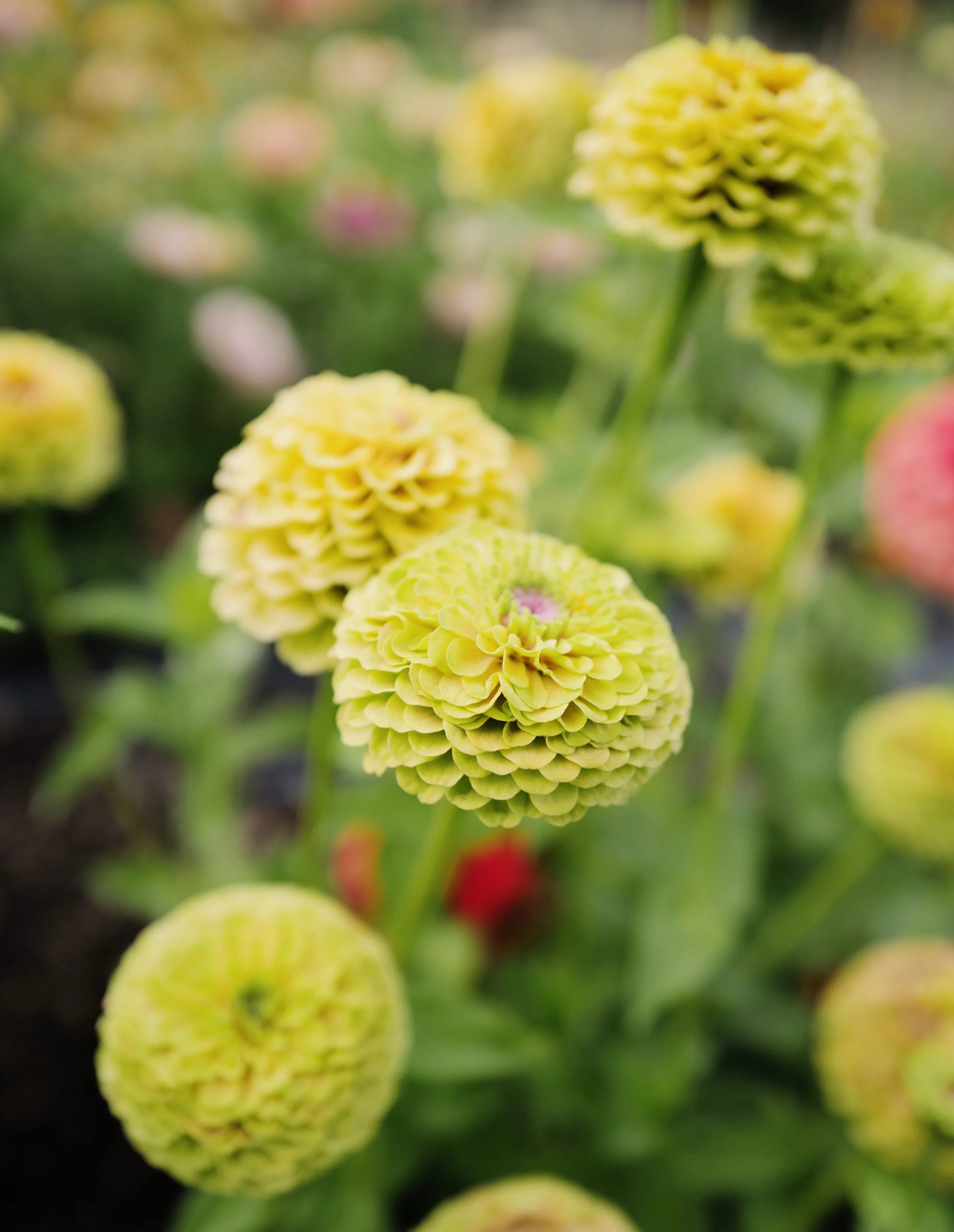 Zinnia ‘Queeny Lime Blush’