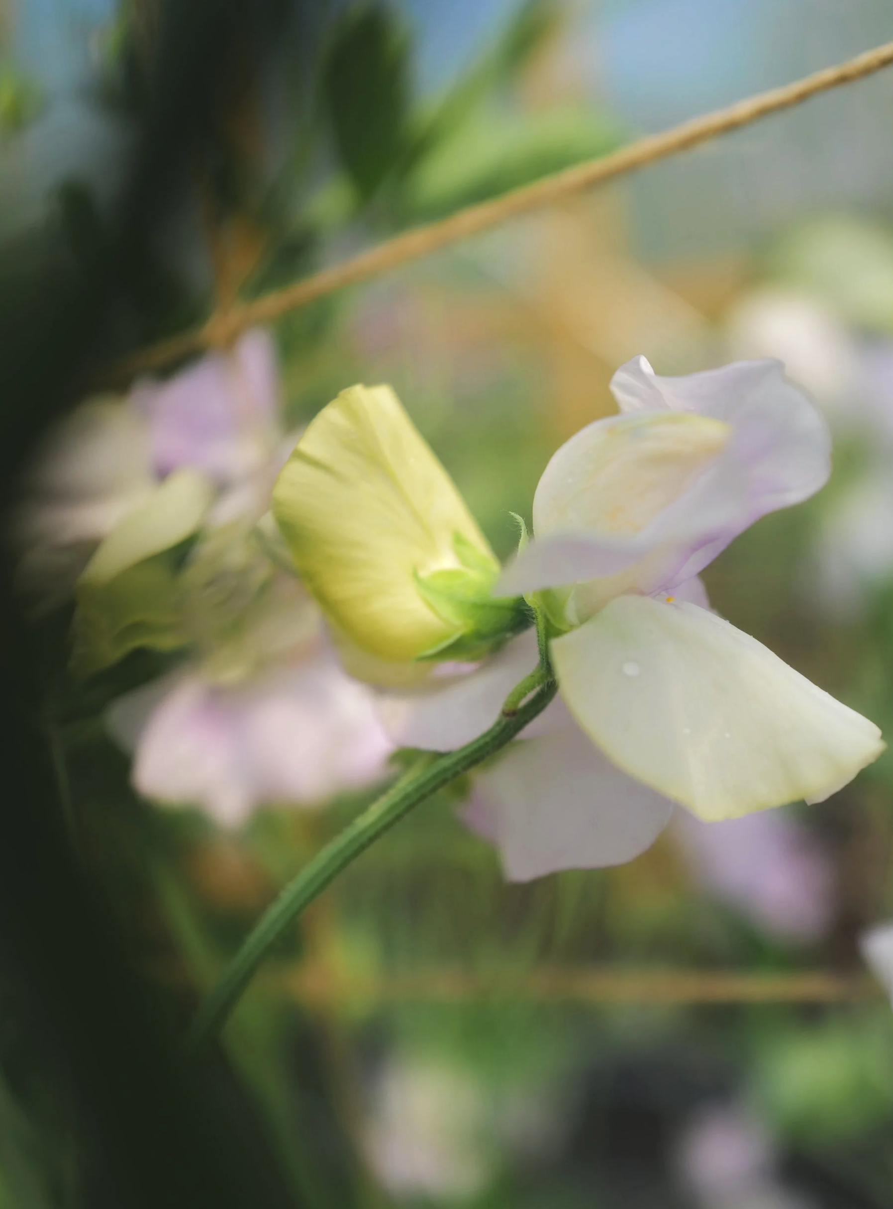 Sweet Pea 'Piccolo' *Limited Stock*