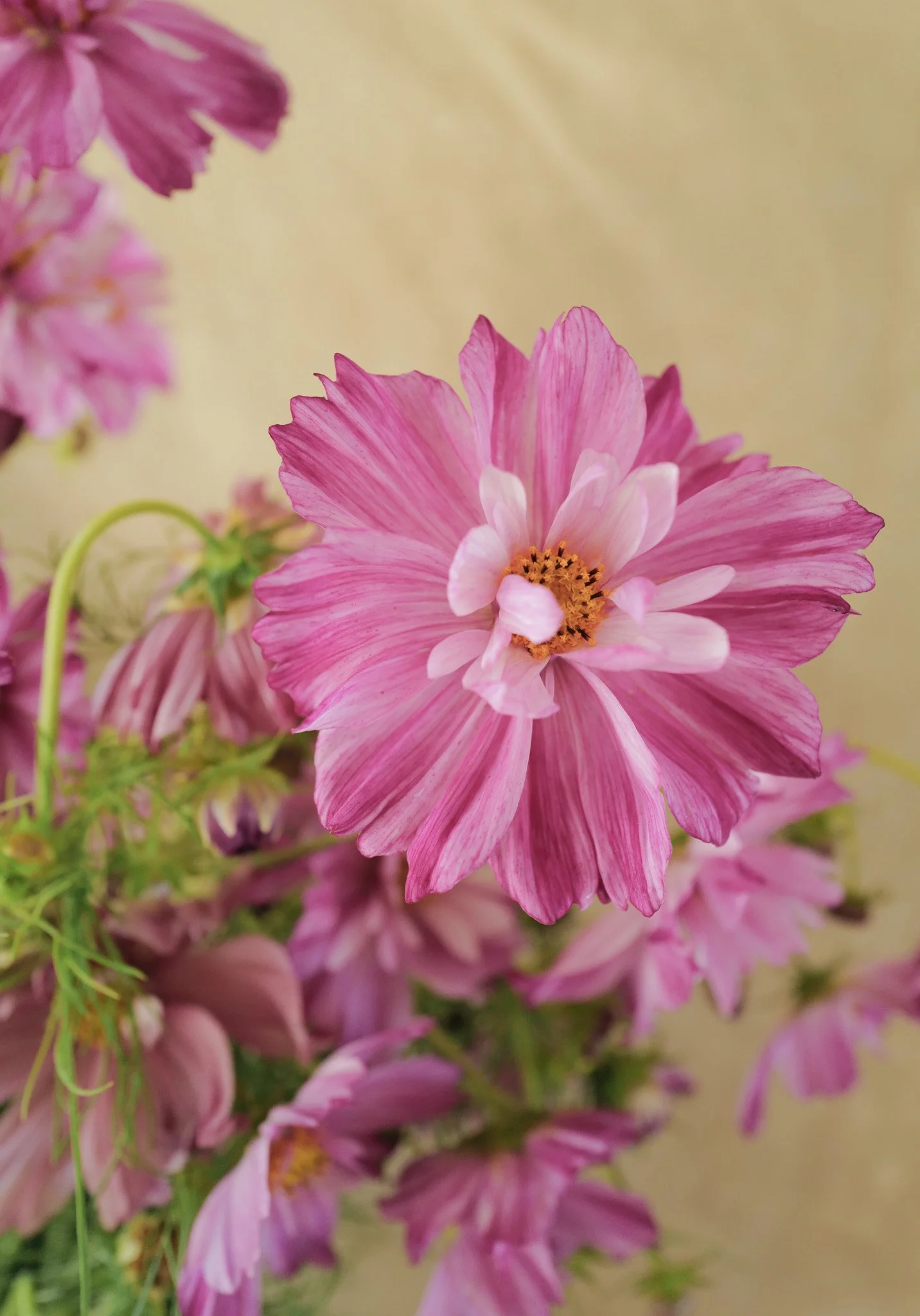 cosmos rosetta20.jpg