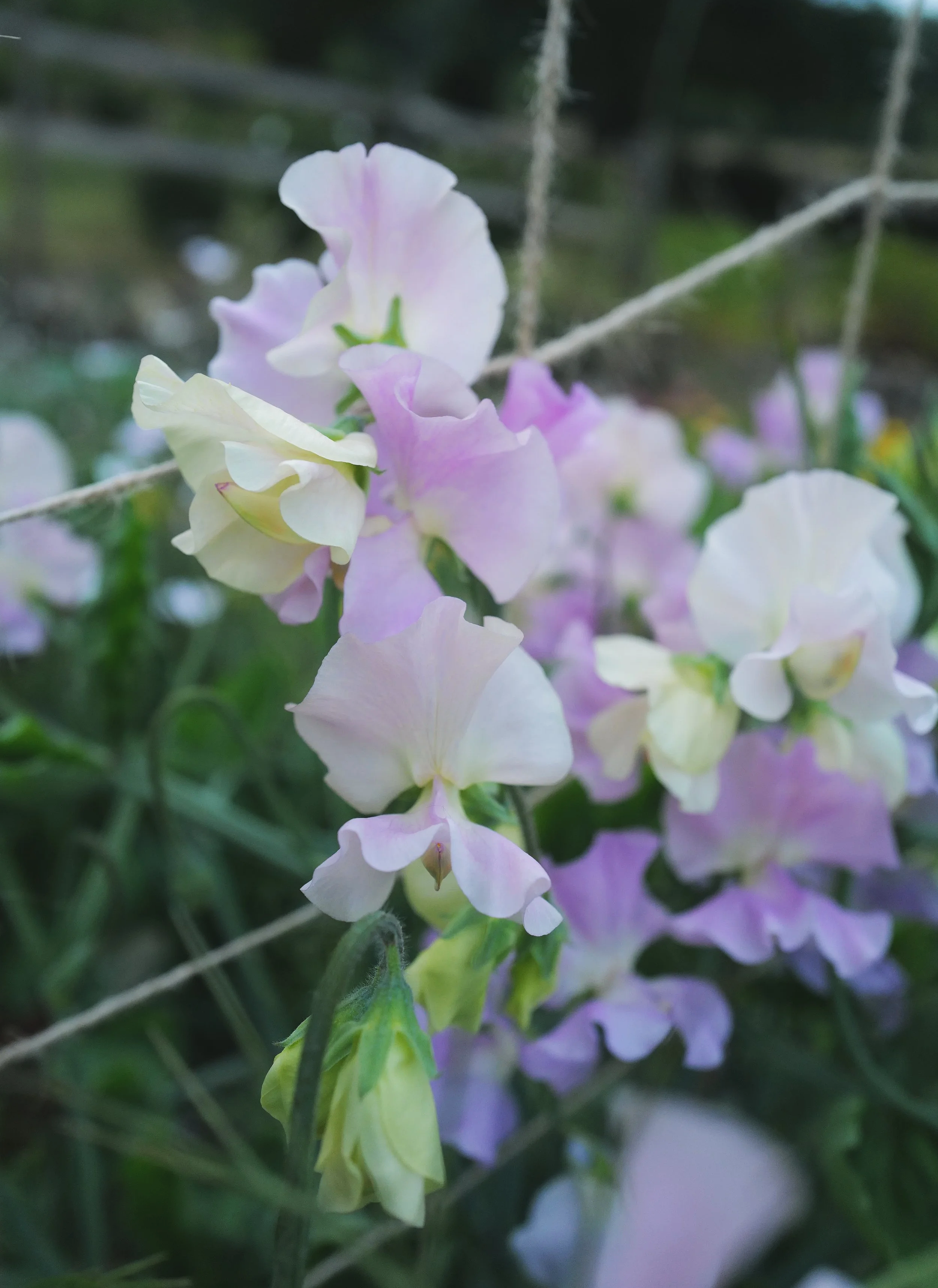 gerry cullingham sweet pea