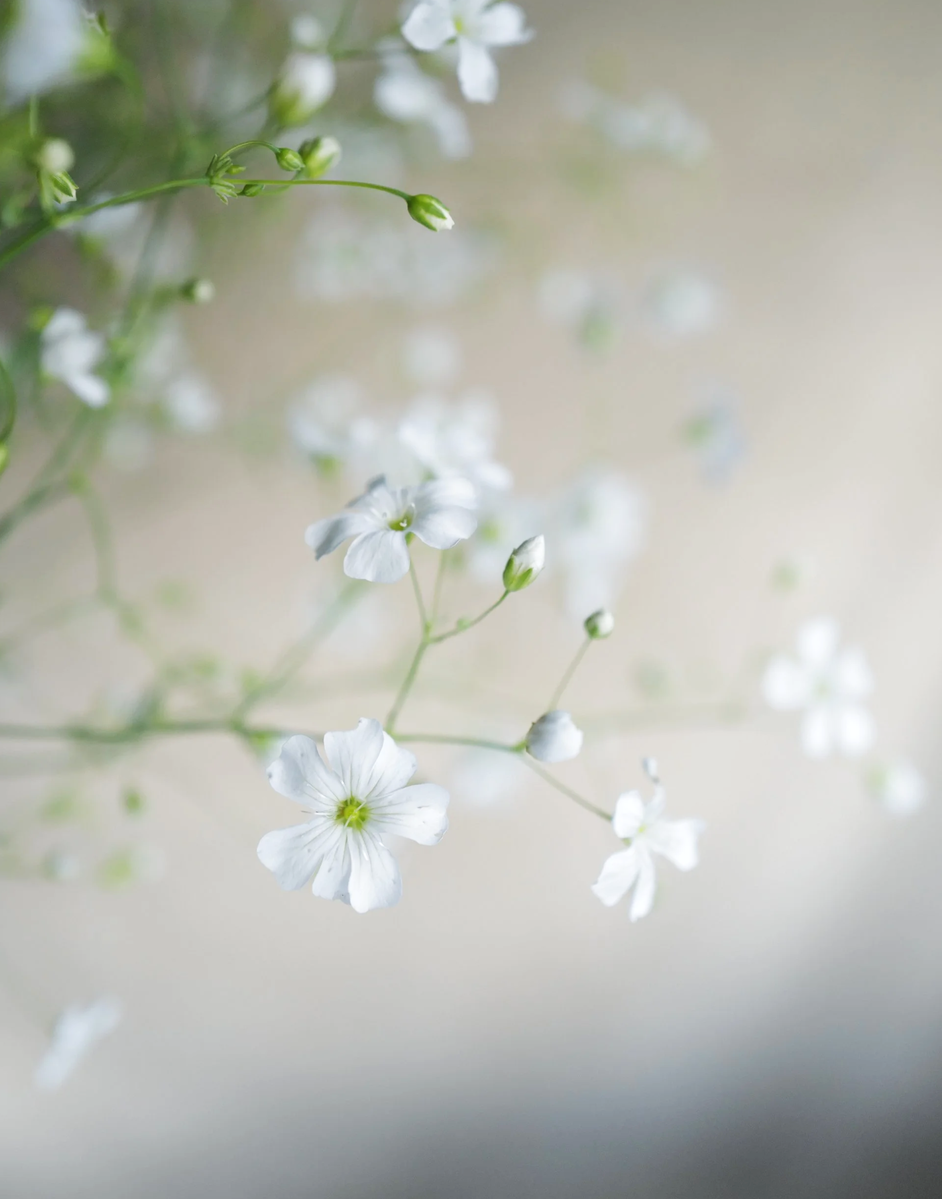 gypsophilia14.png