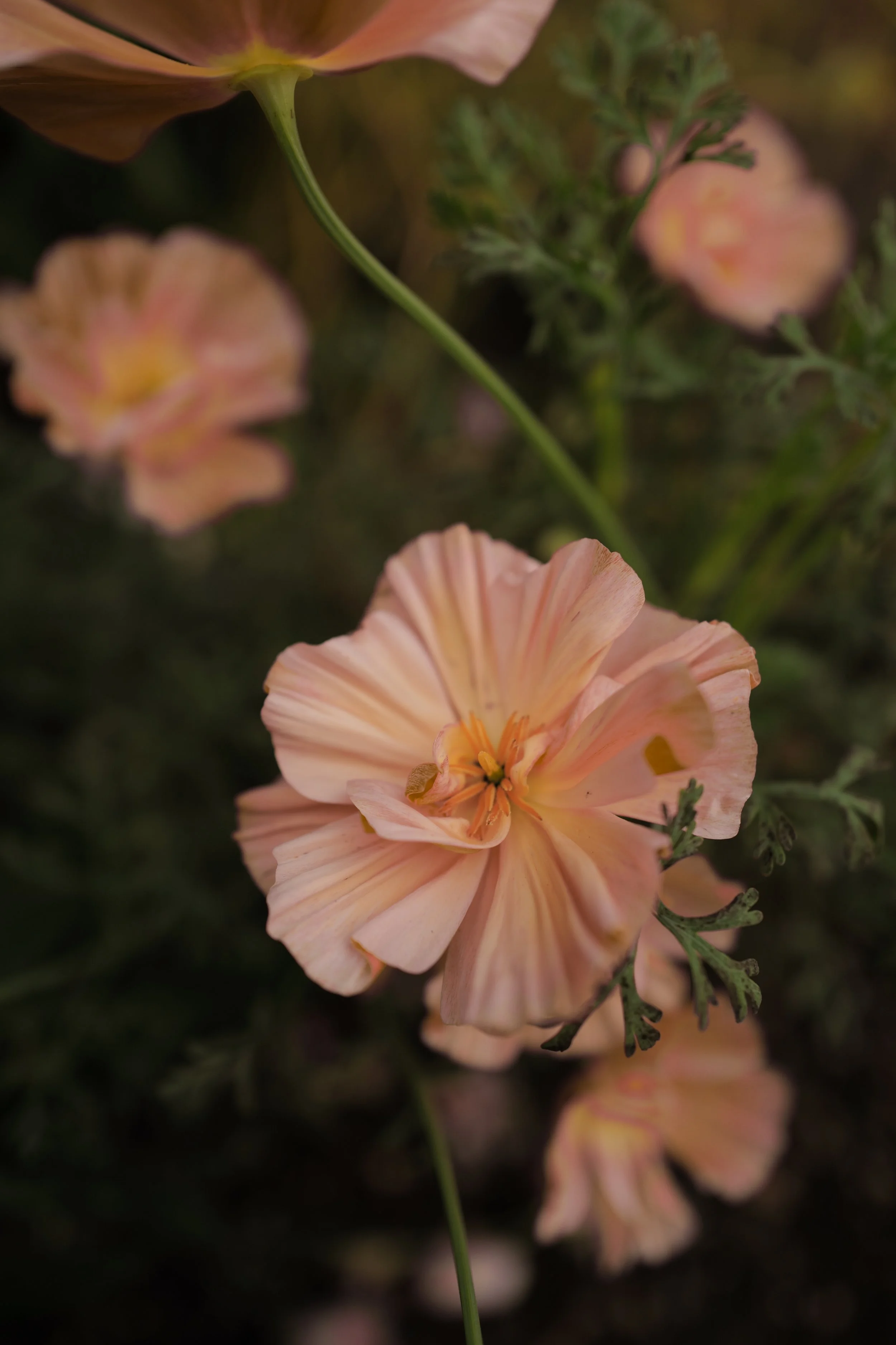 California Poppy pink champange2.jpg