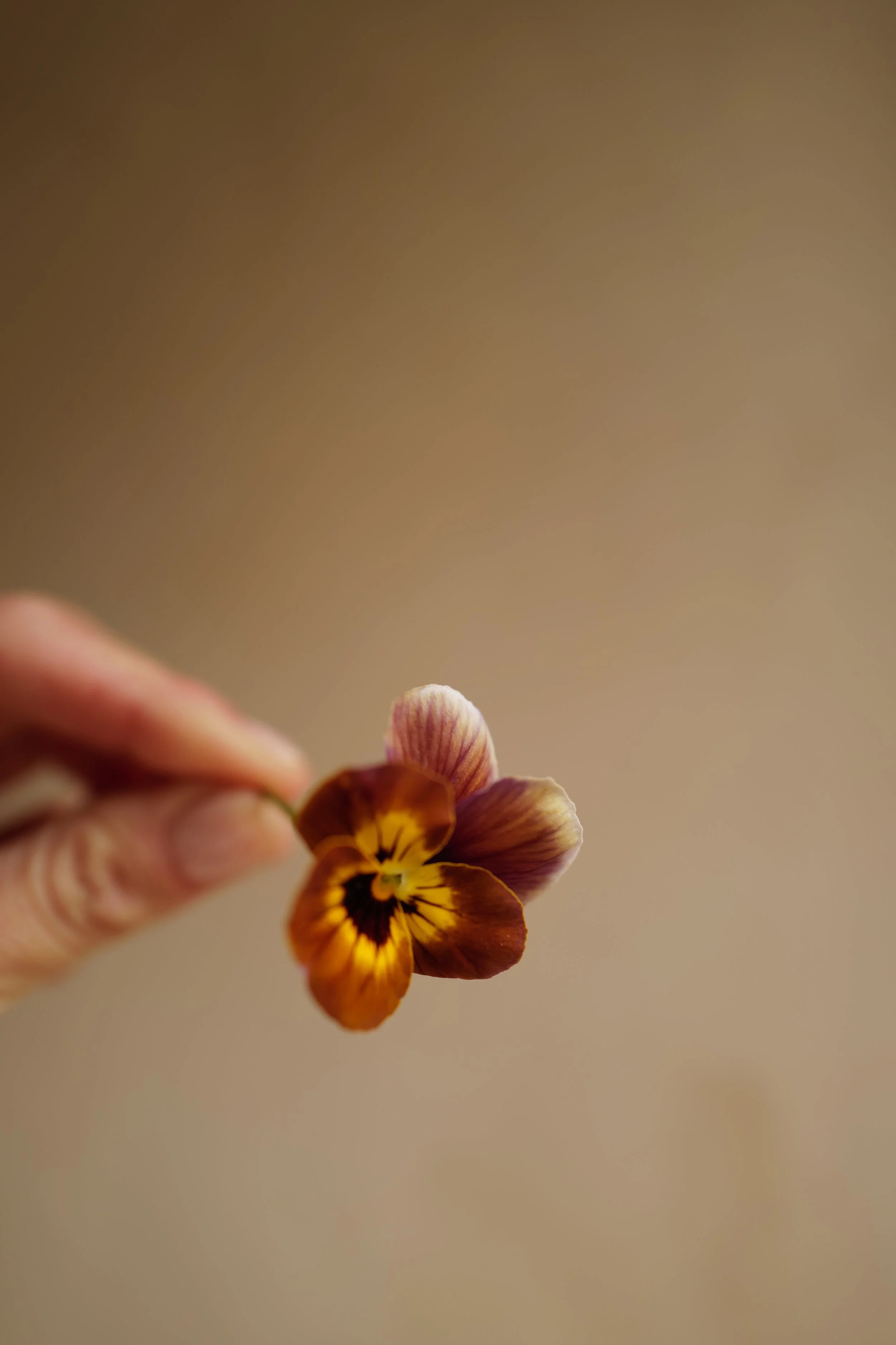 caramel bronze lilac16.JPG