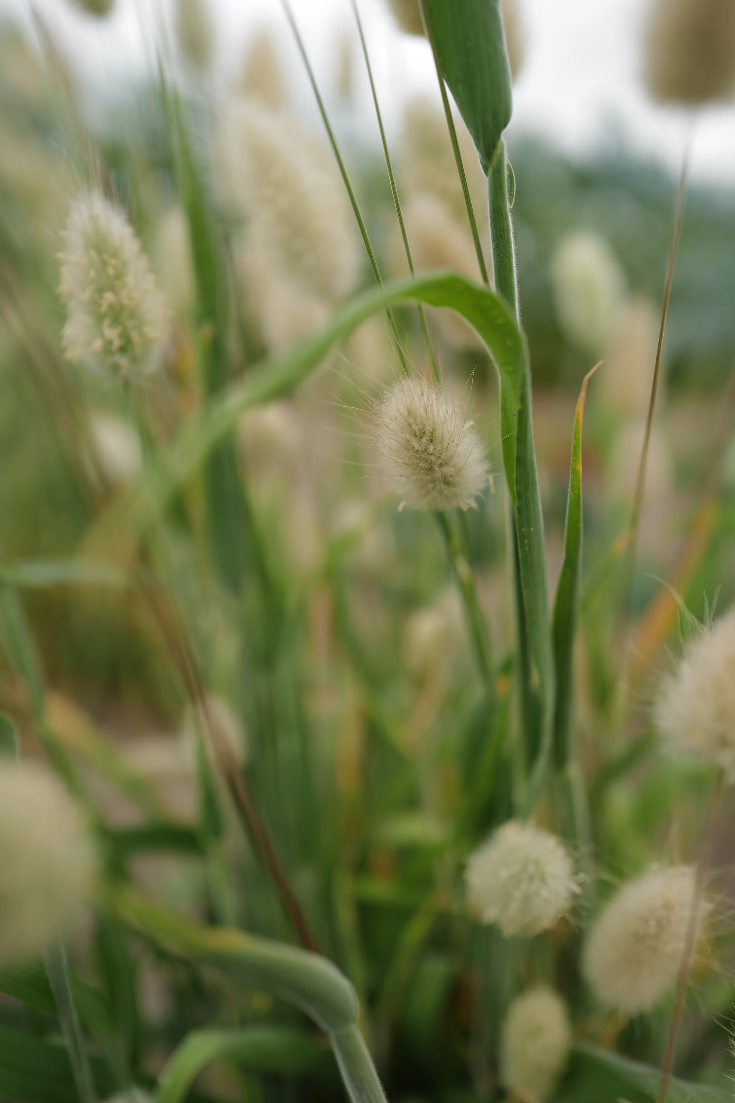 Lagurus Ovatus 'Bunny Tails'