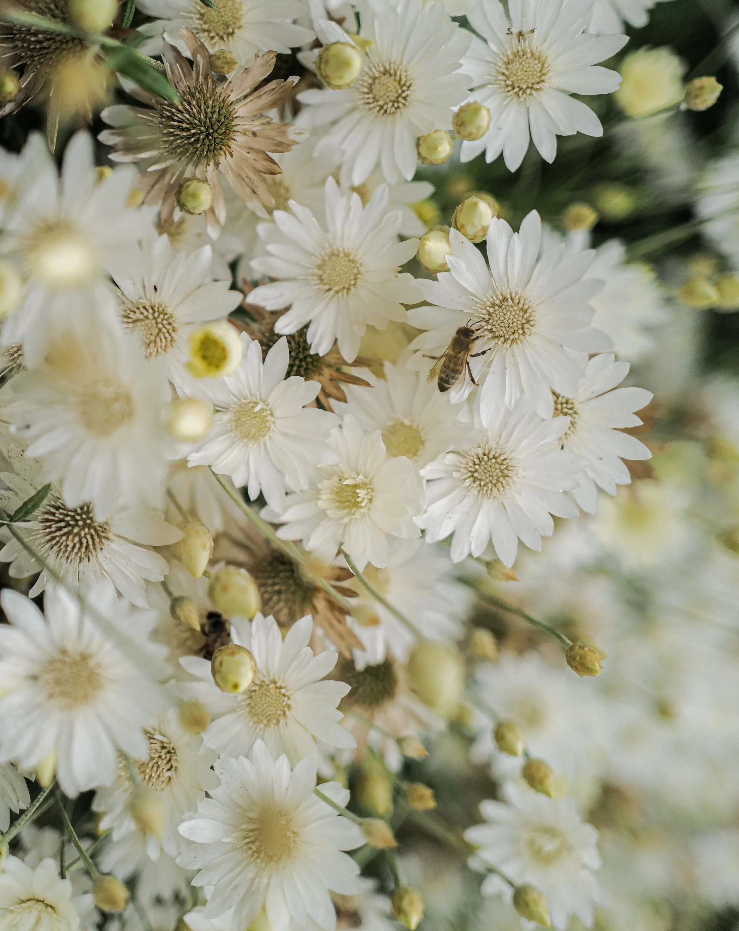Xeranthemum 'Everlasting Stars