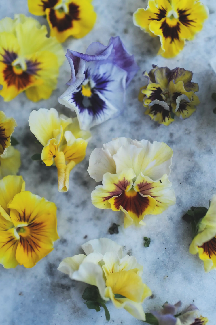 Viola 'Ballerina Mix'