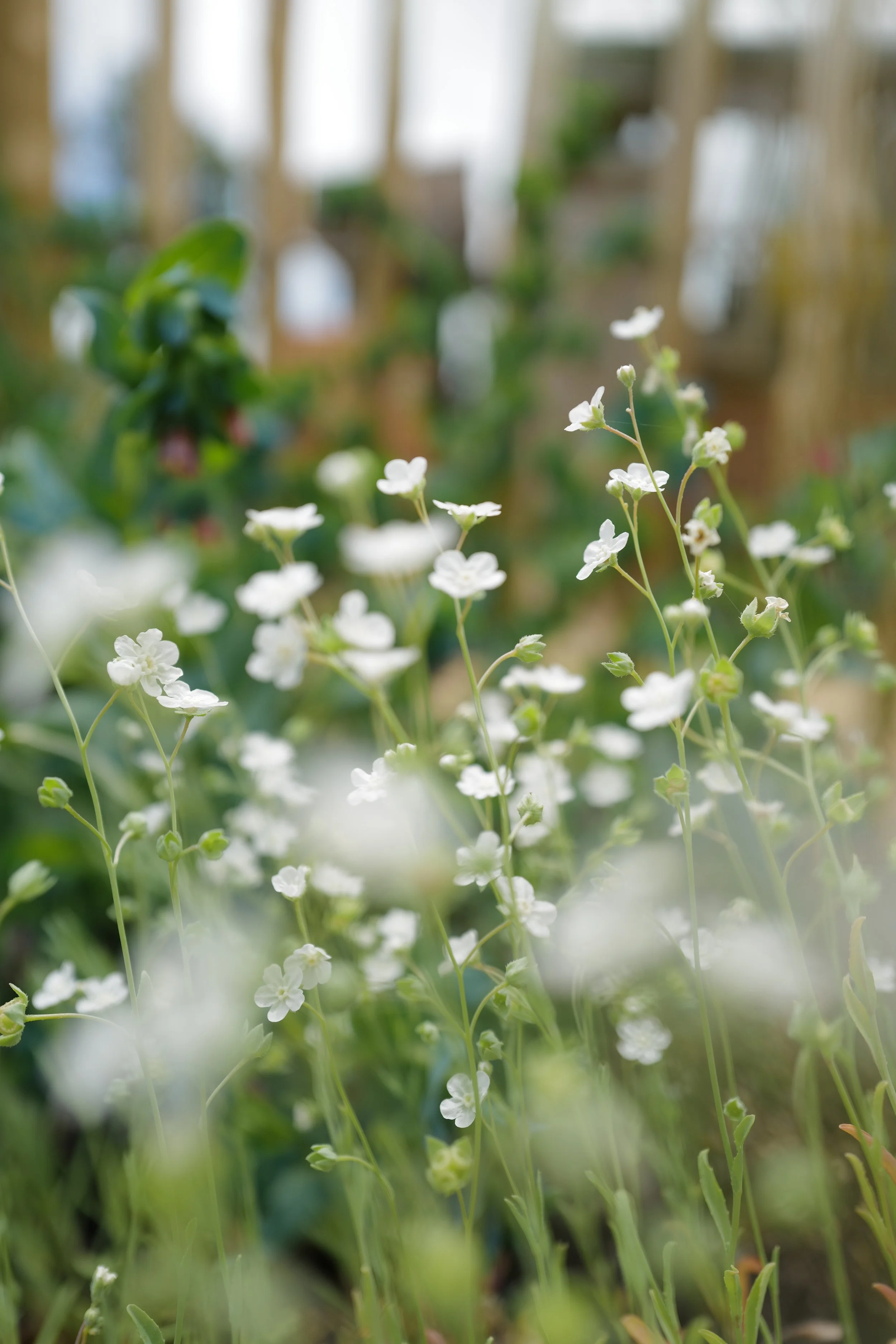 omphalodes10.JPG