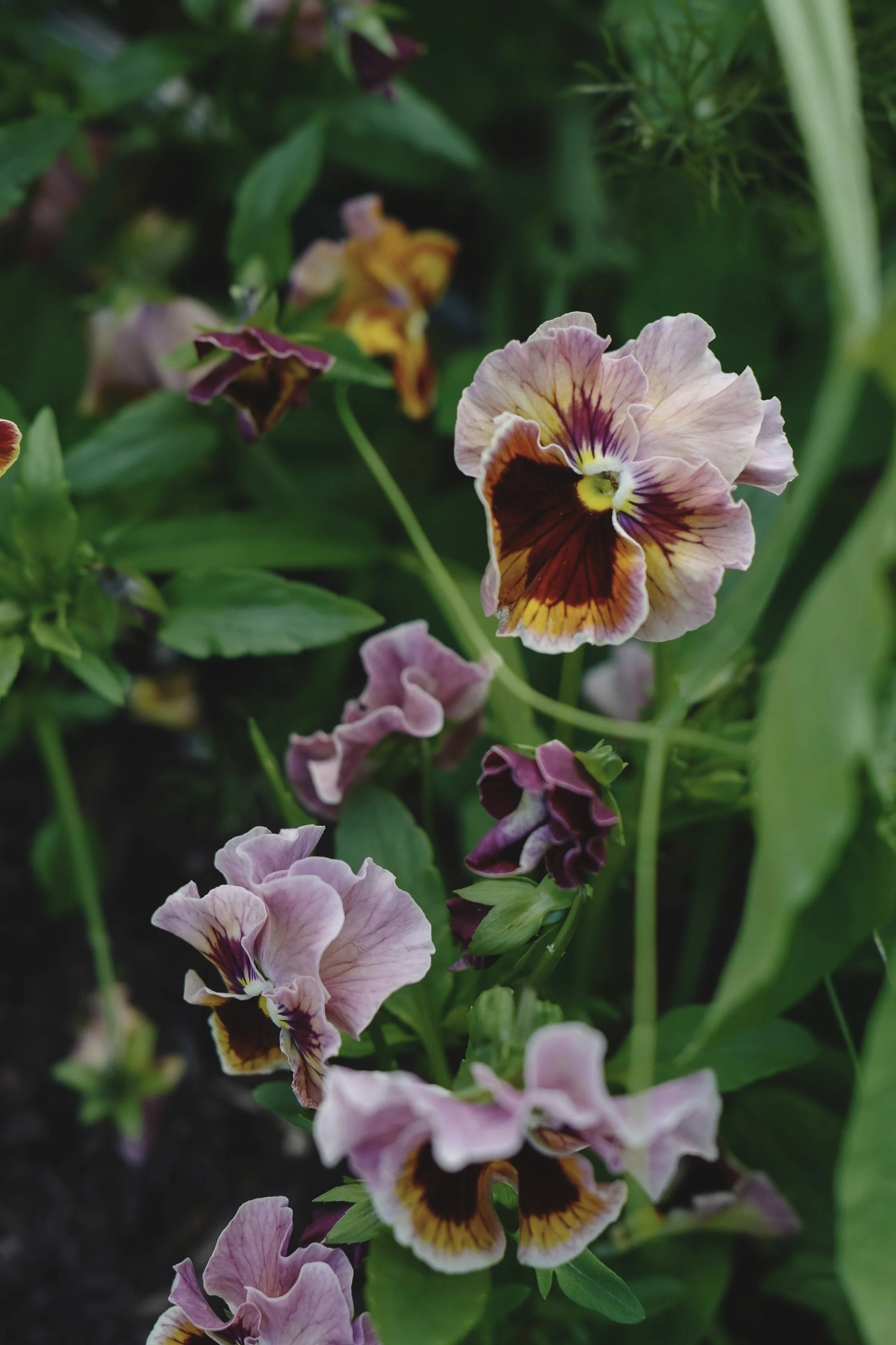 Viola 'Flamenco Terracotta'