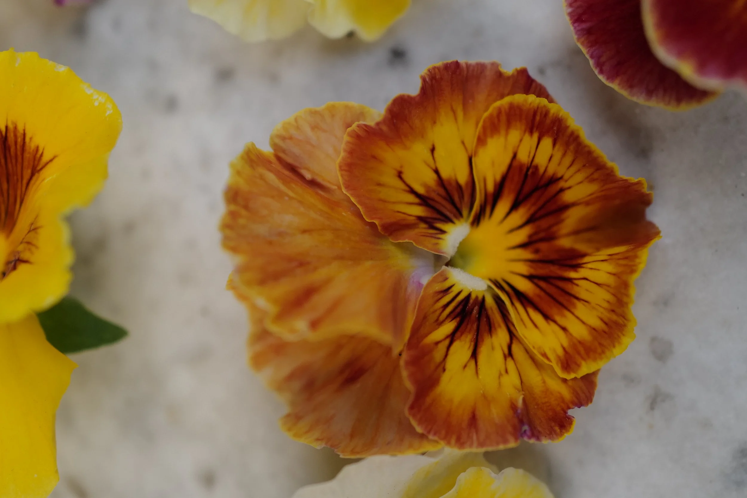 flamenco terracotta48.JPG