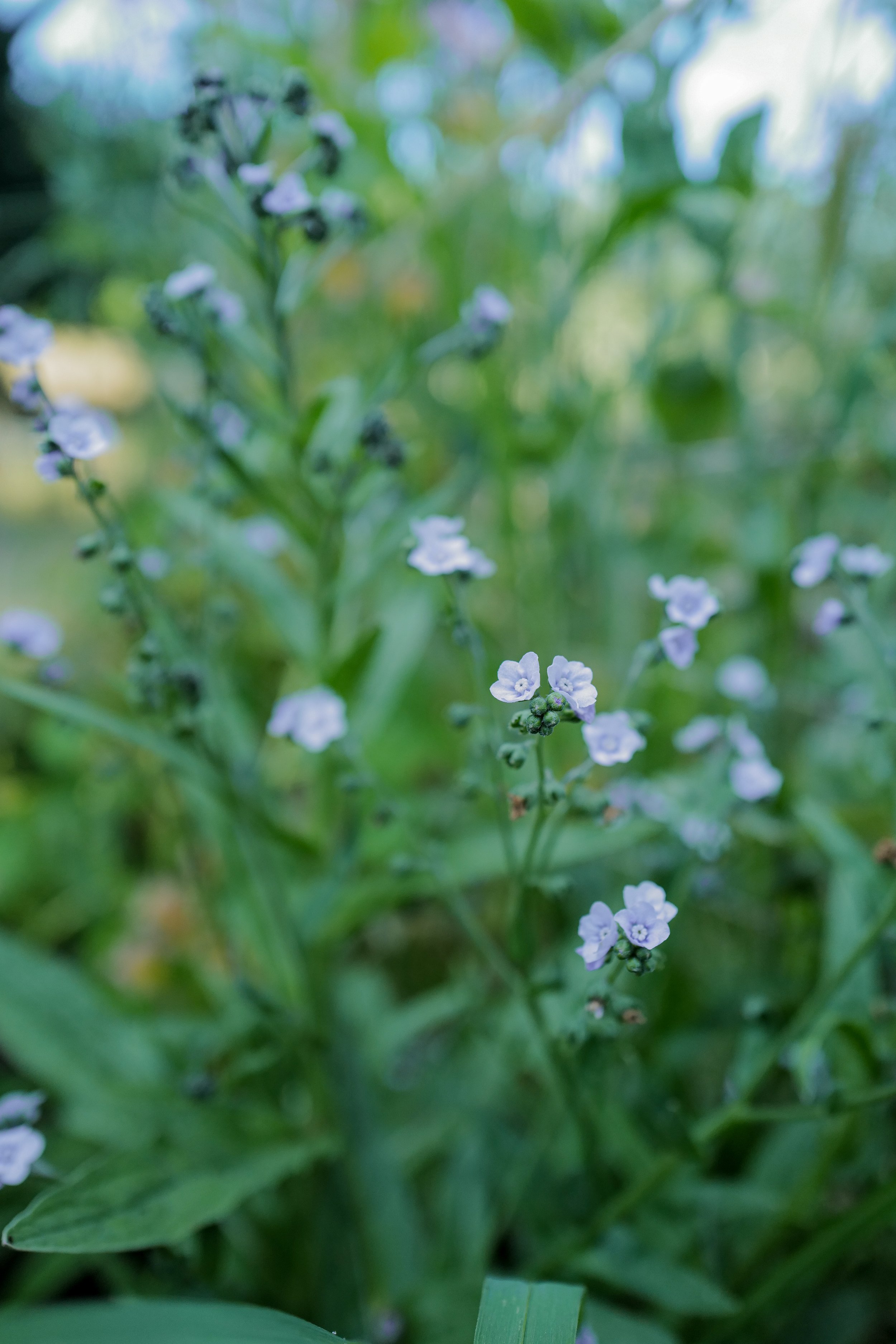 Cynoglossum 'Ms. Marilyn'