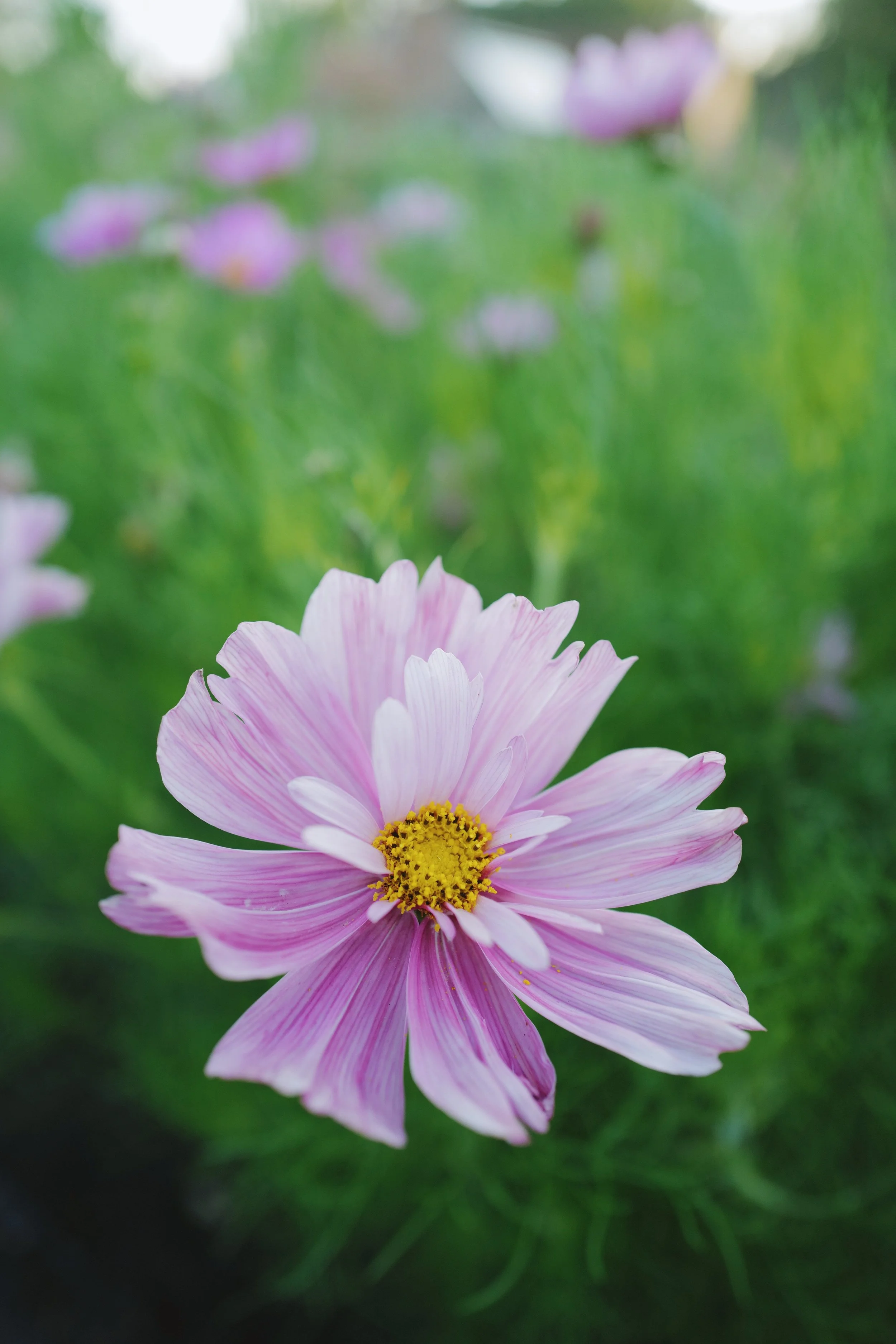 Cosmos ‘Rosetta'