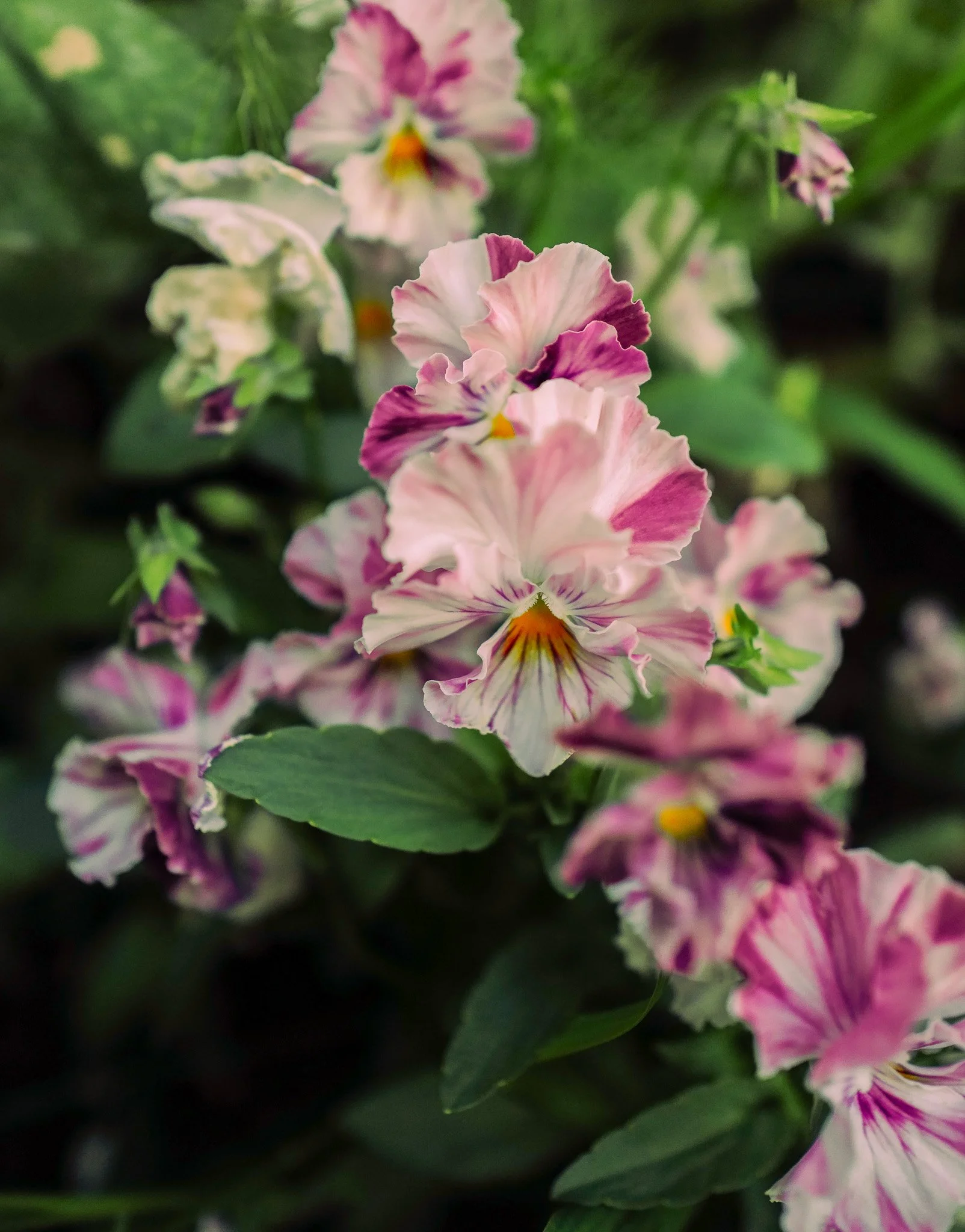 Chianti Viola Pansy17-3.jpg