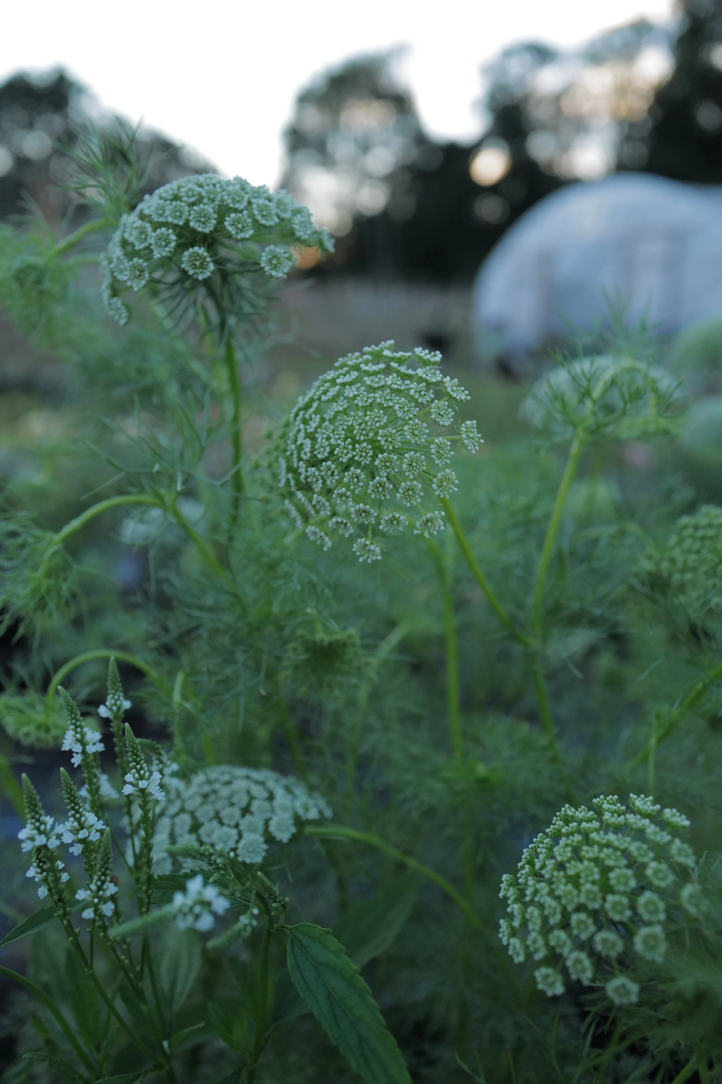 L1580283.JPG