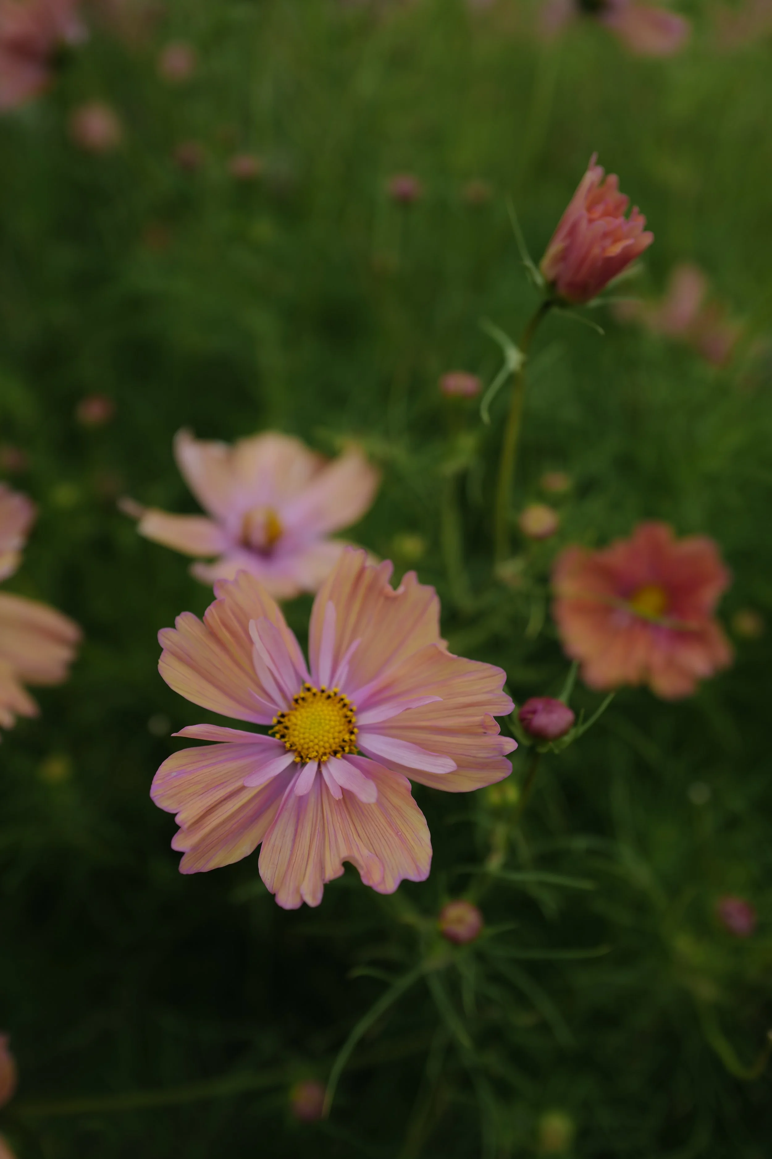 L1560482.JPG
