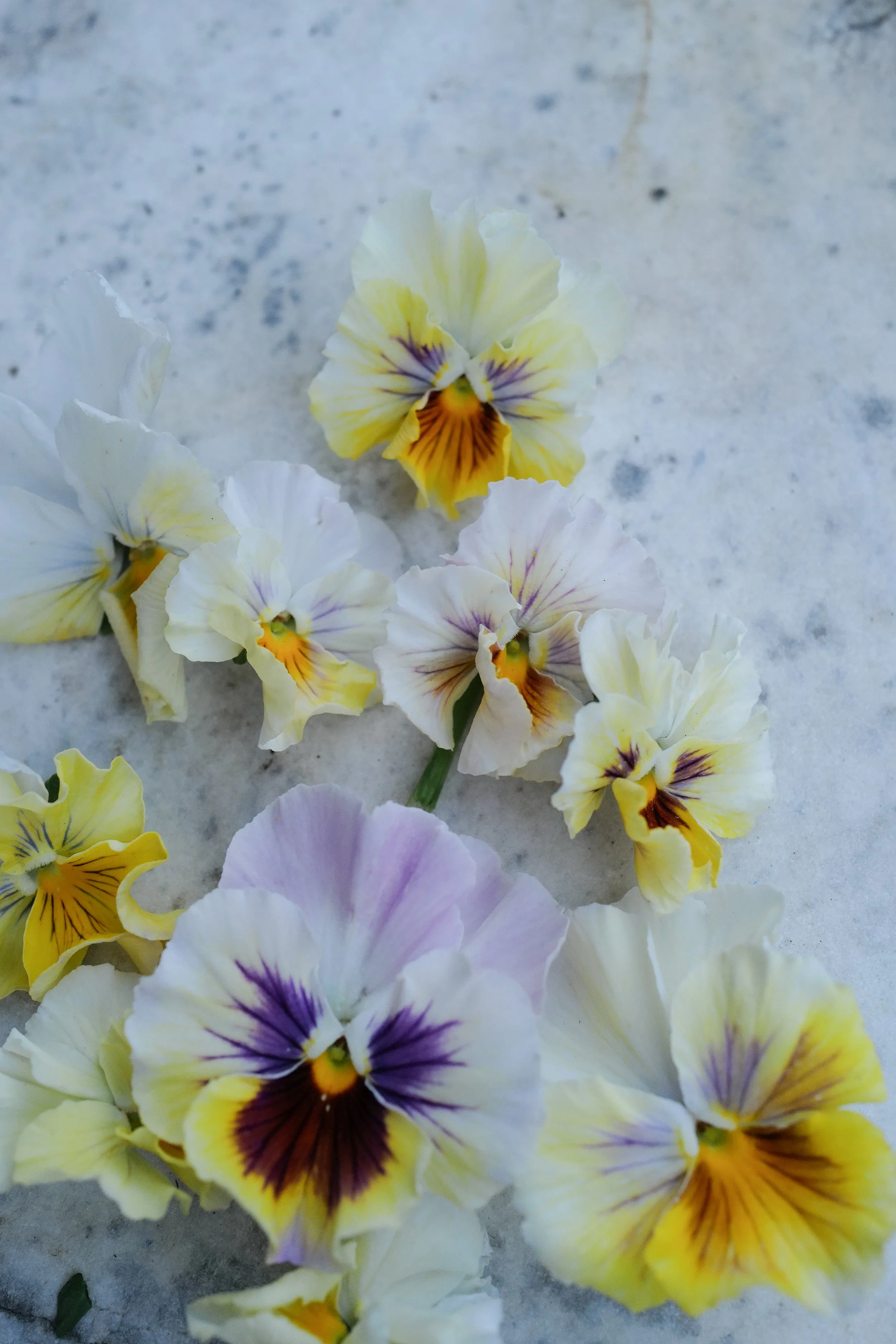 flamenco soft ligh azure38.jpg