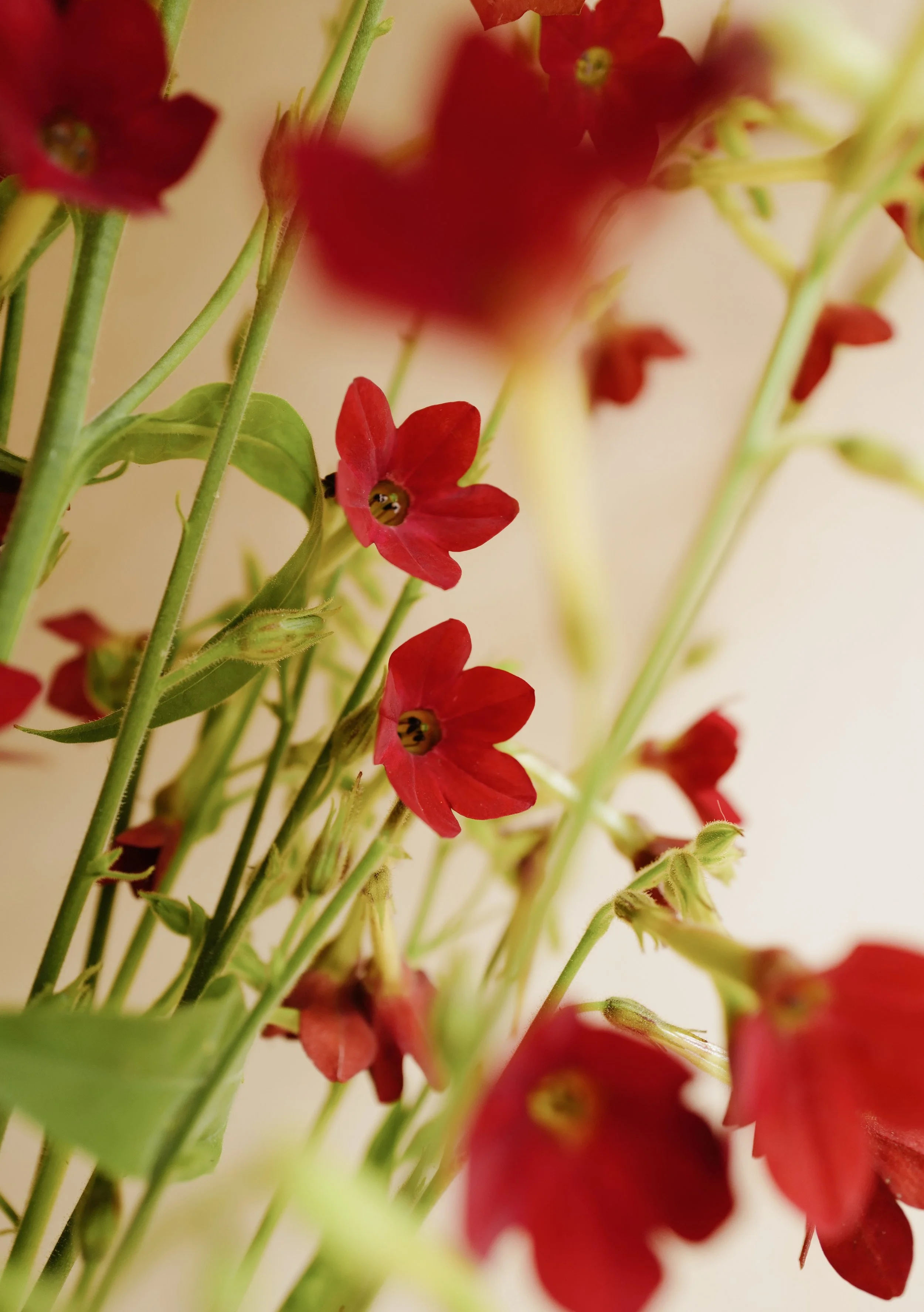 Nicotiana 'Baby Bella'
