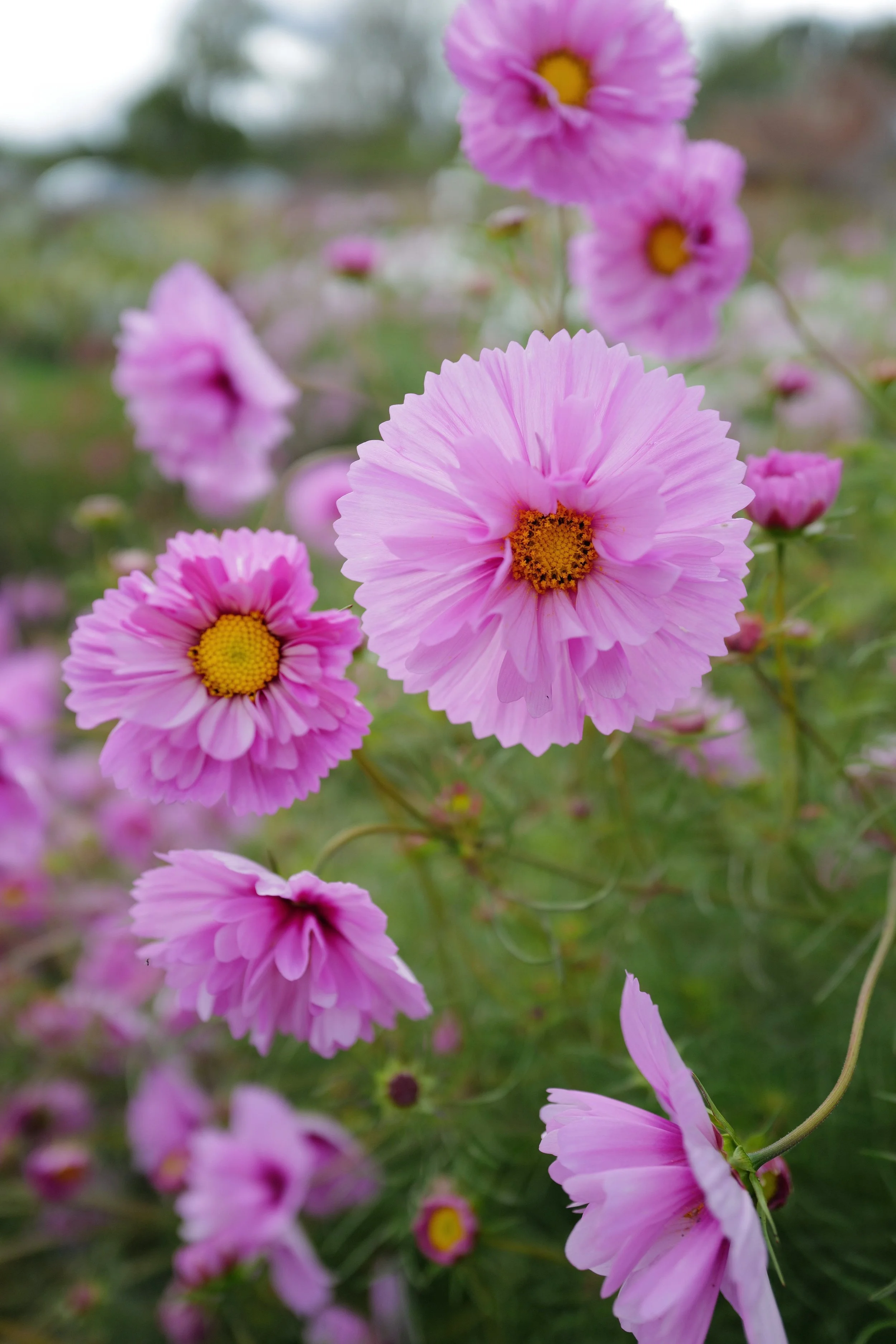 Cosmos ‘Cupcakes Sakura'