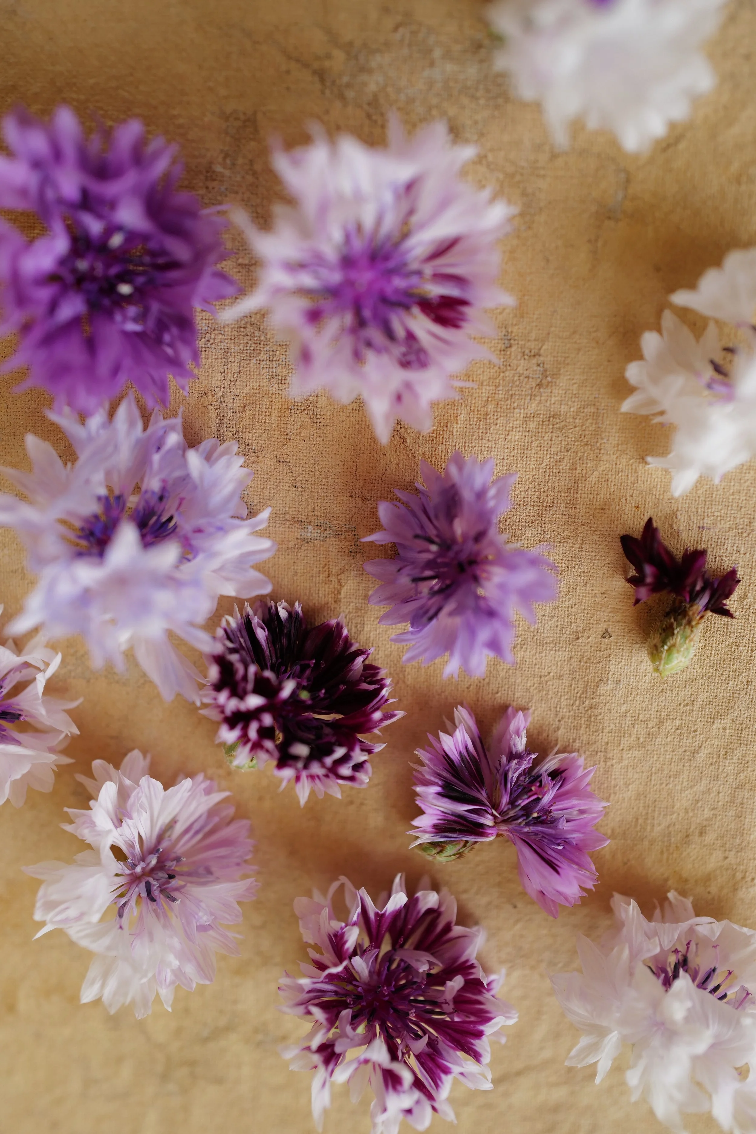 cornflower classic magic19.JPG