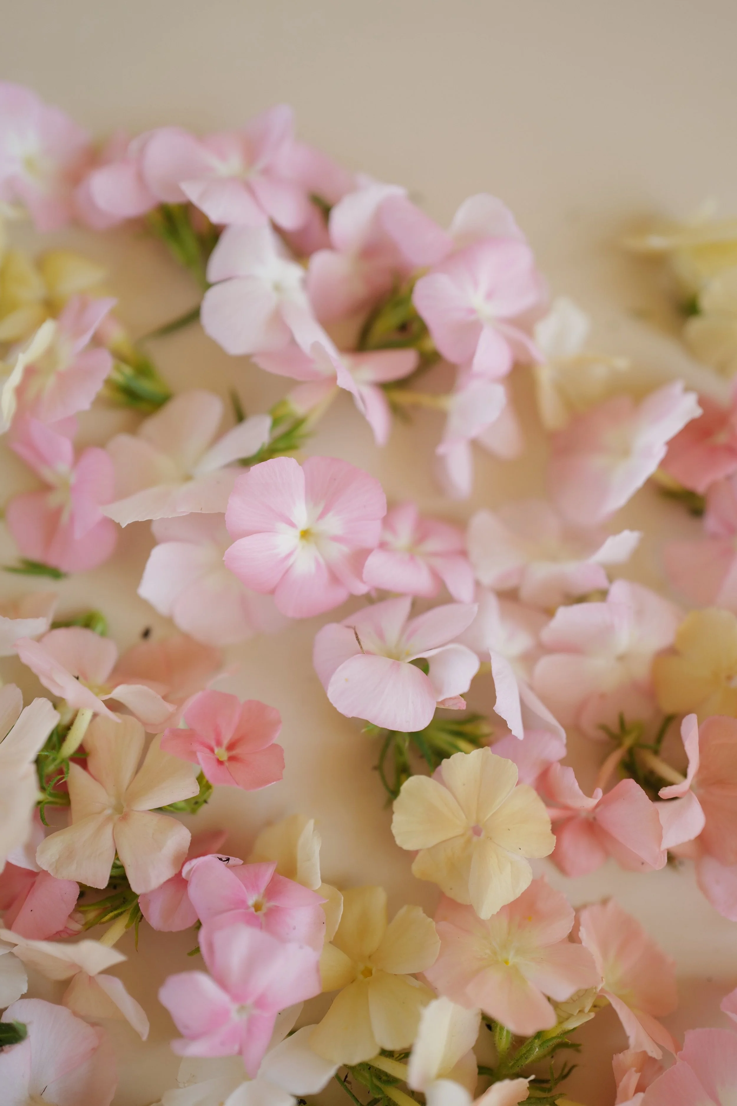 phlox coral reef7.jpeg