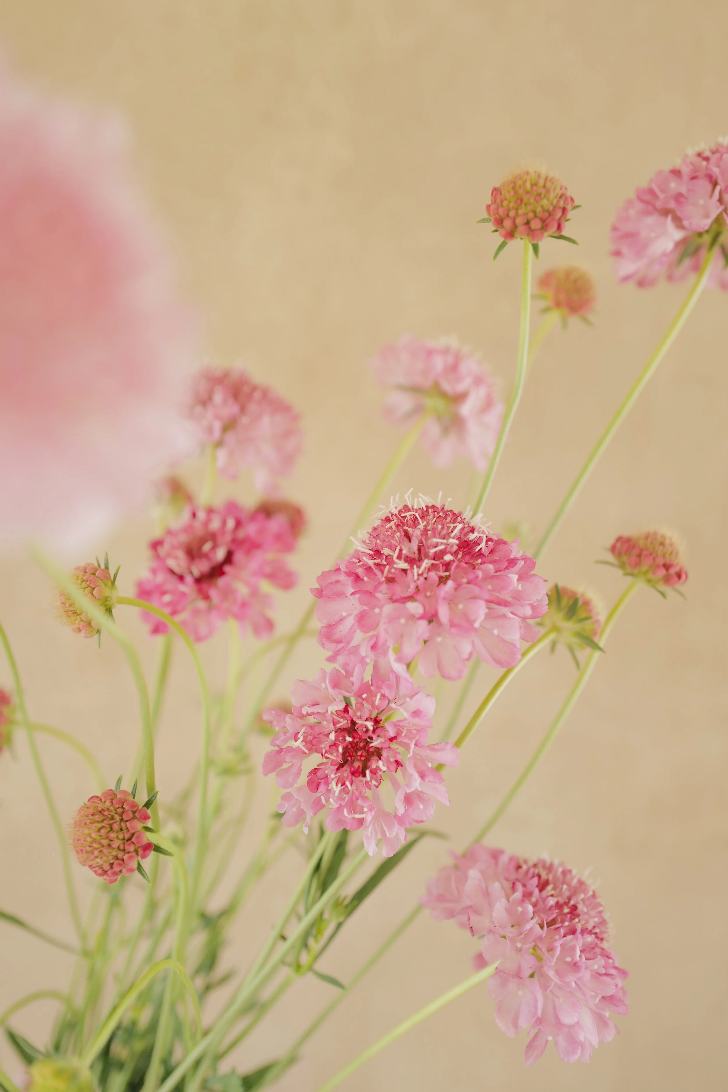 Scabiosa ‘Salmon Queen'