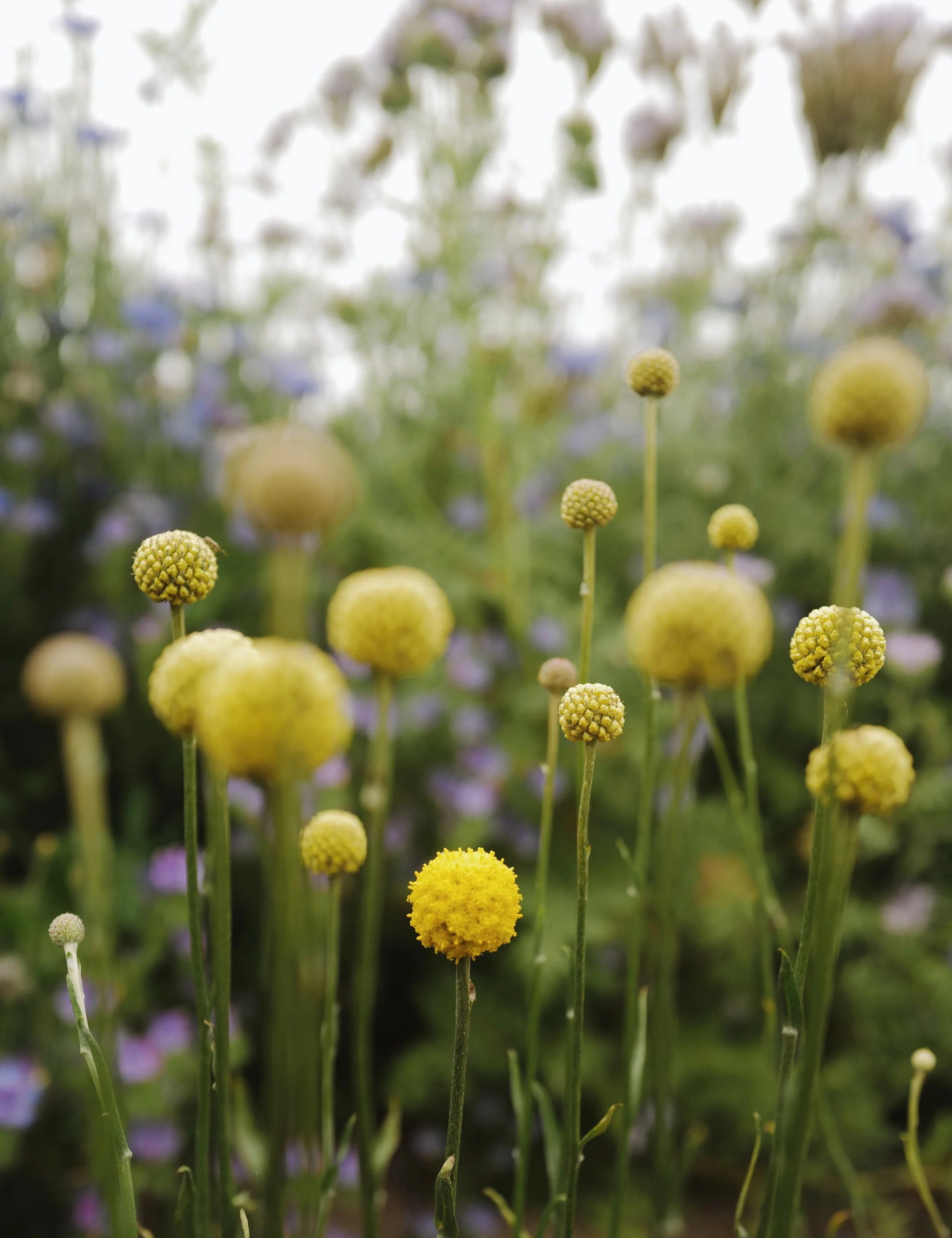 Craspedia 'Billy Buttons'