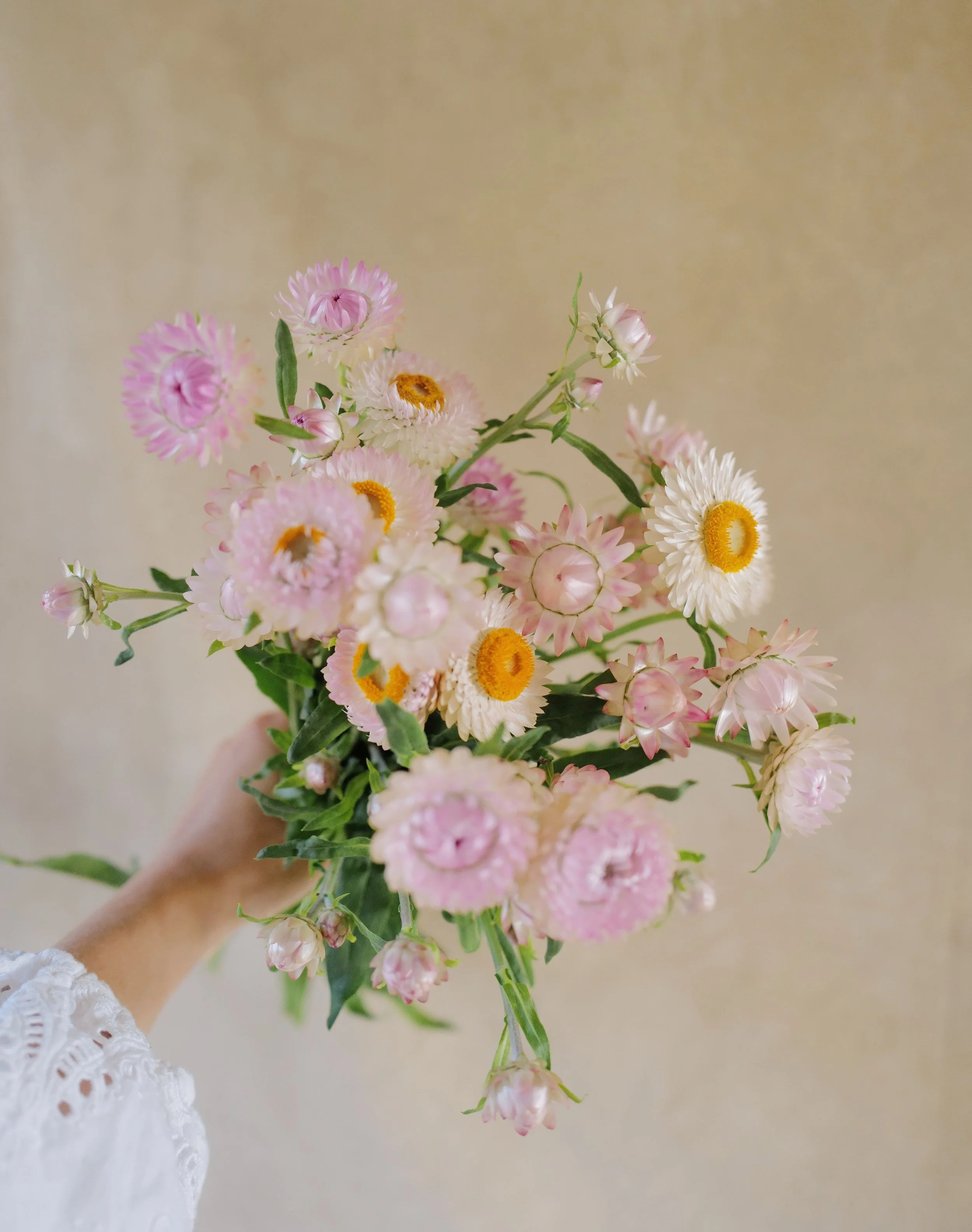 Strawflower ‘Rose & Silvery Rose Mix’
