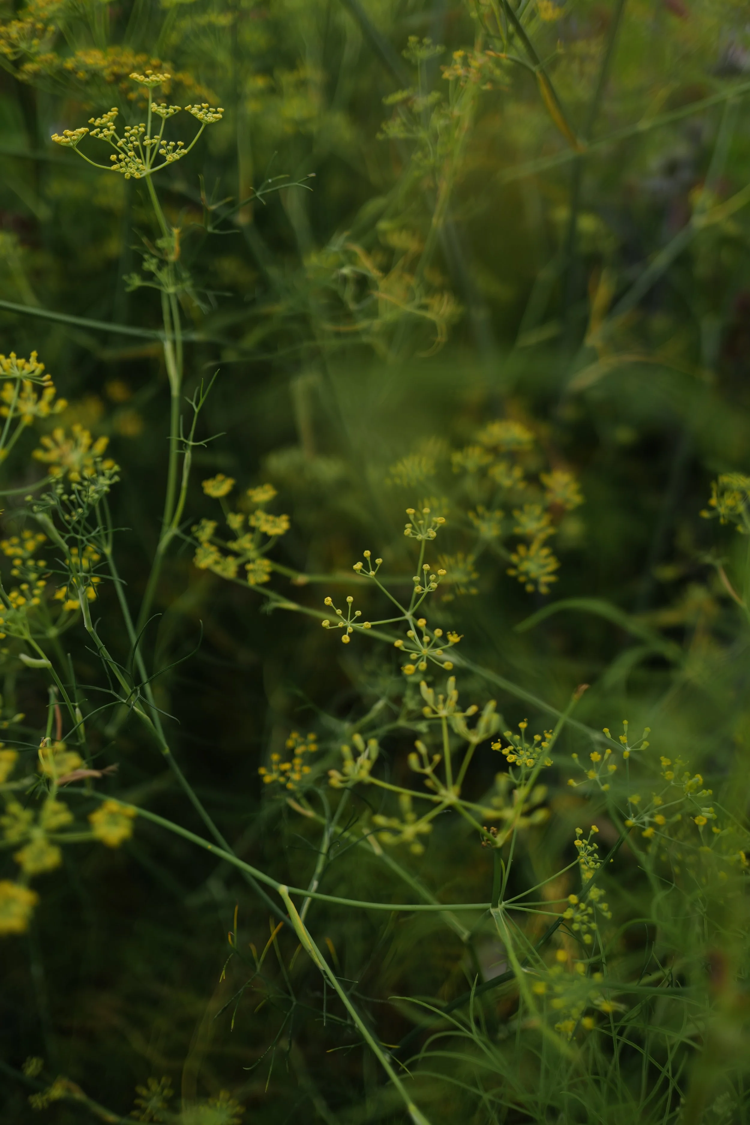 L1570090.JPG