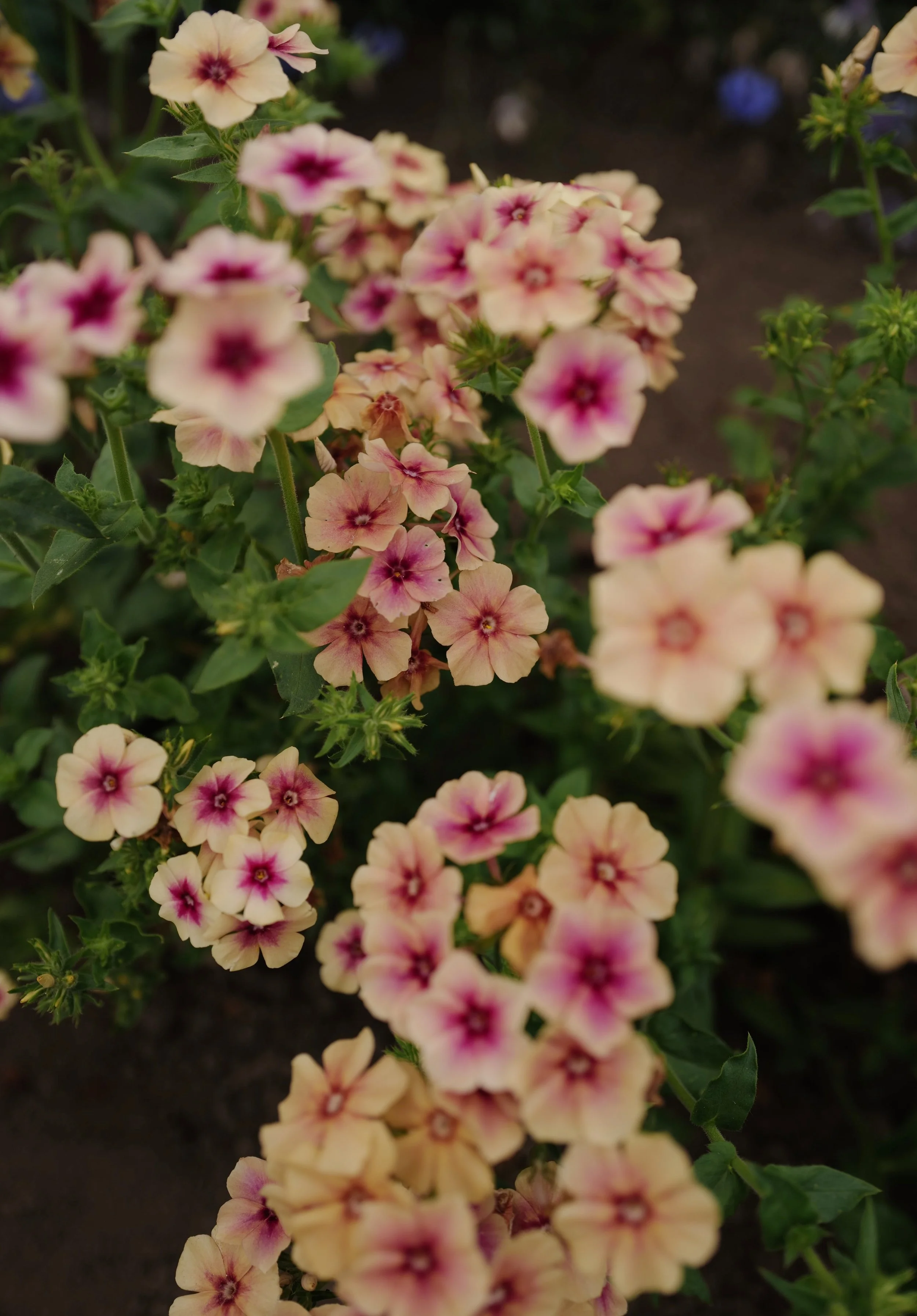 Phlox ‘Cherry Caramel’
