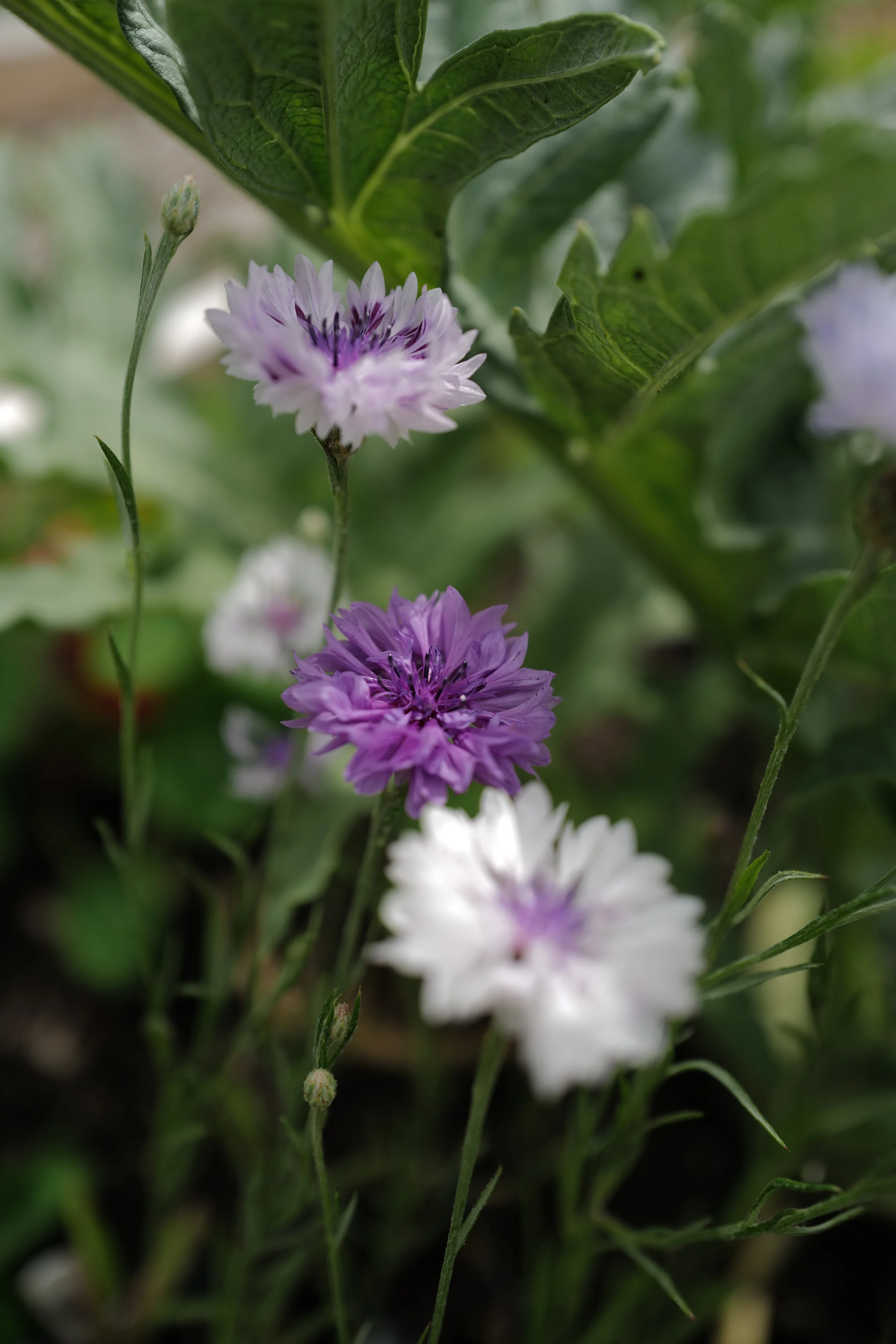 Cornflower ‘Classic Magic'