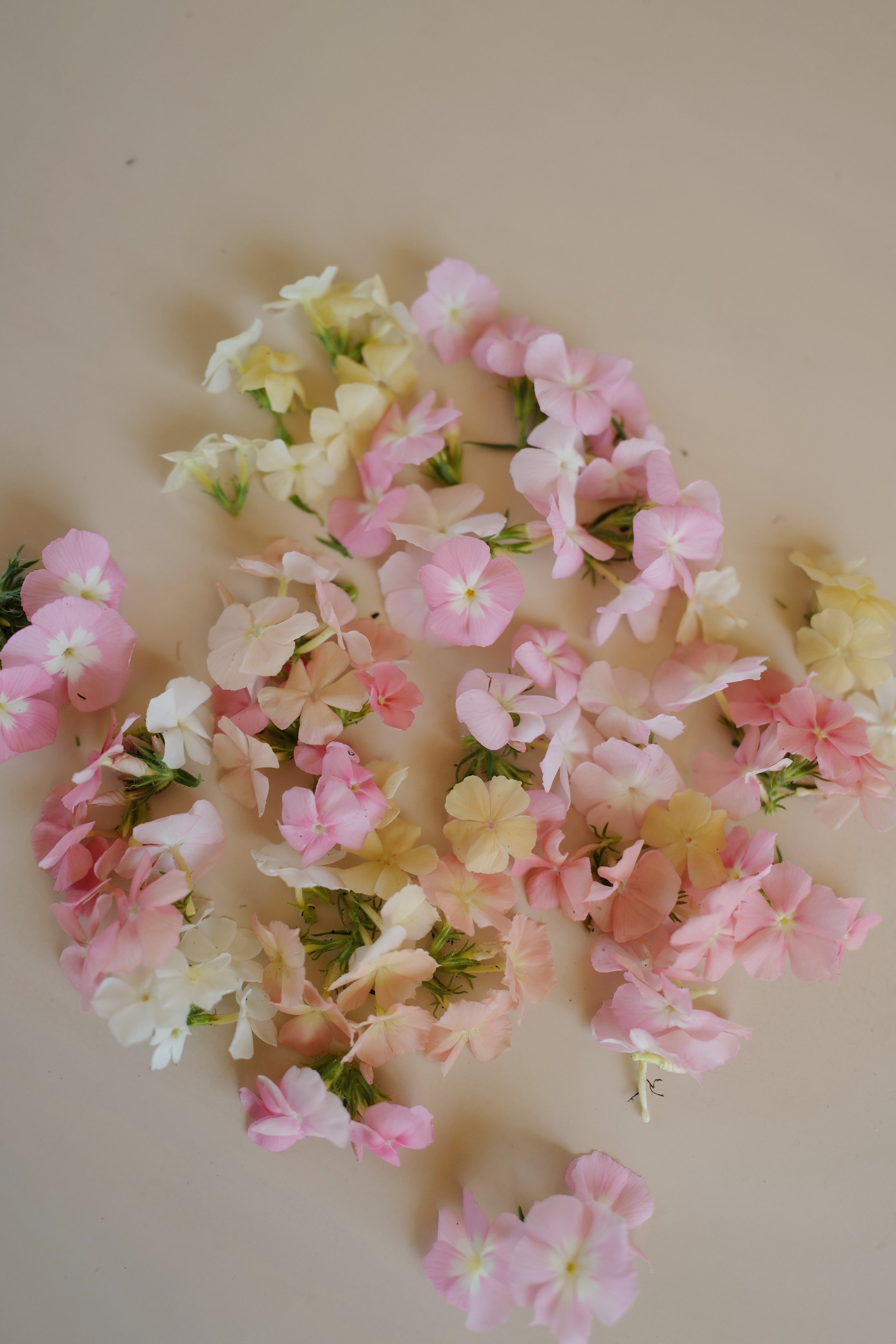 phlox coral reef6.jpeg
