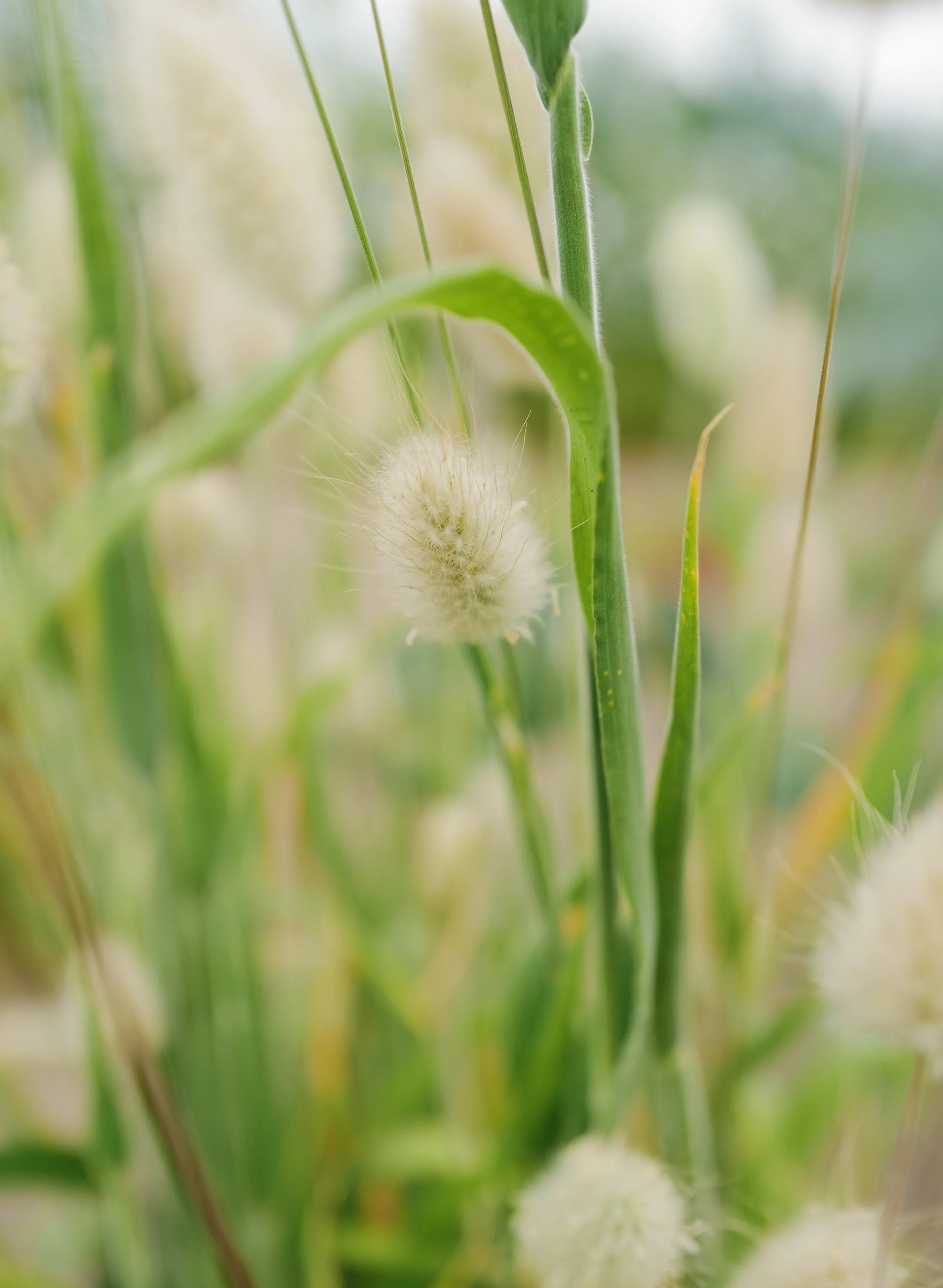 Lagurus Ovatus 'Bunny Tails'