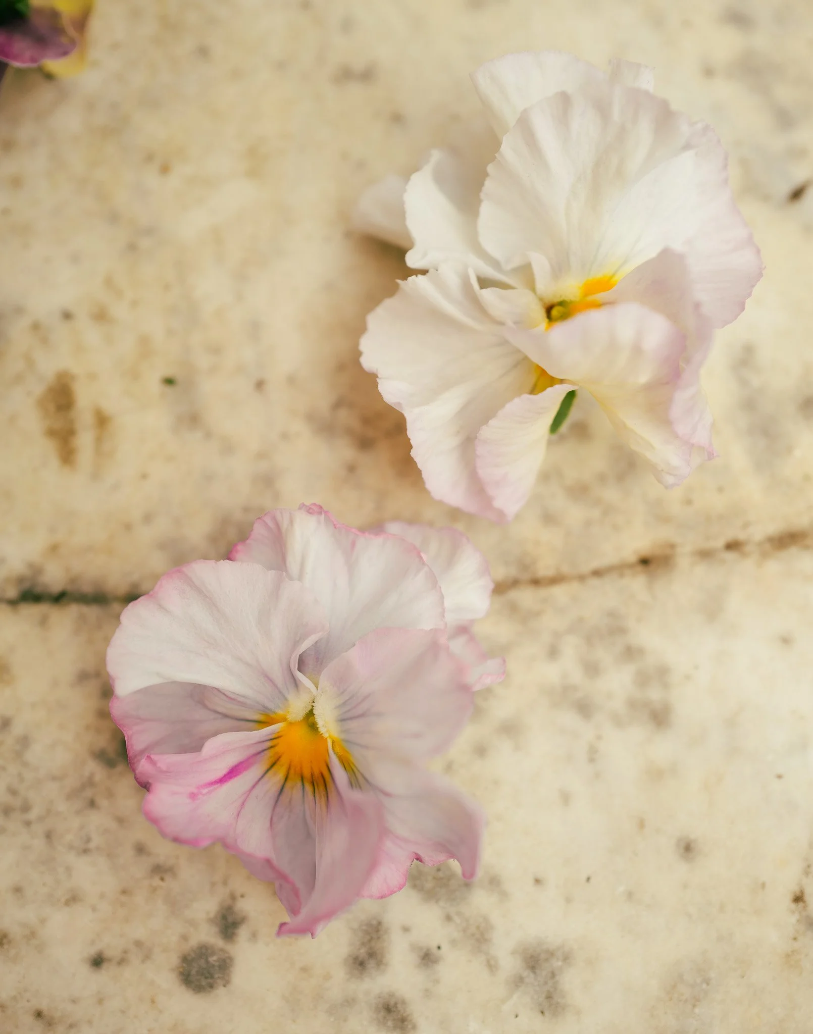 Chianti Viola Pansy7.jpg