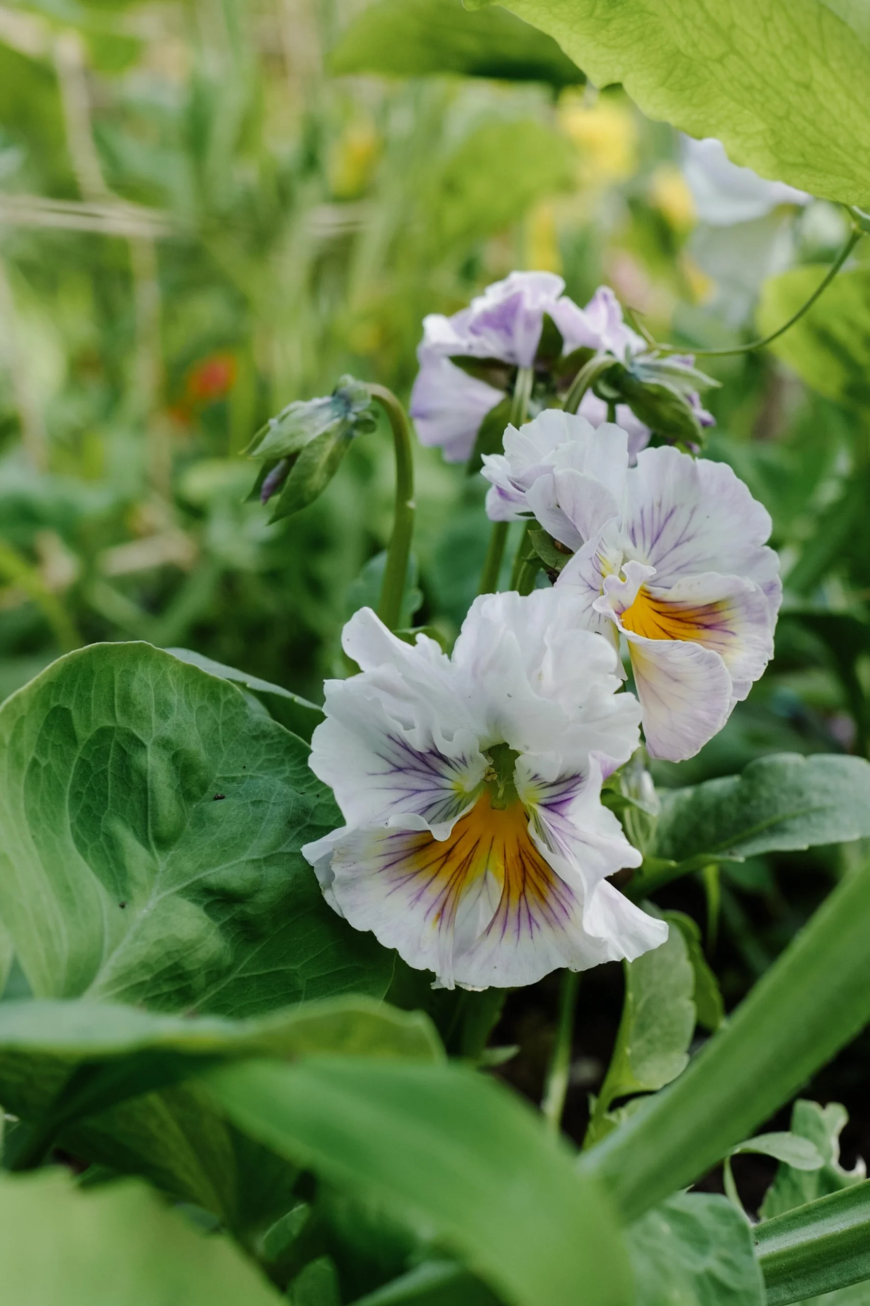 azure-limonette-L1070373 2.JPG