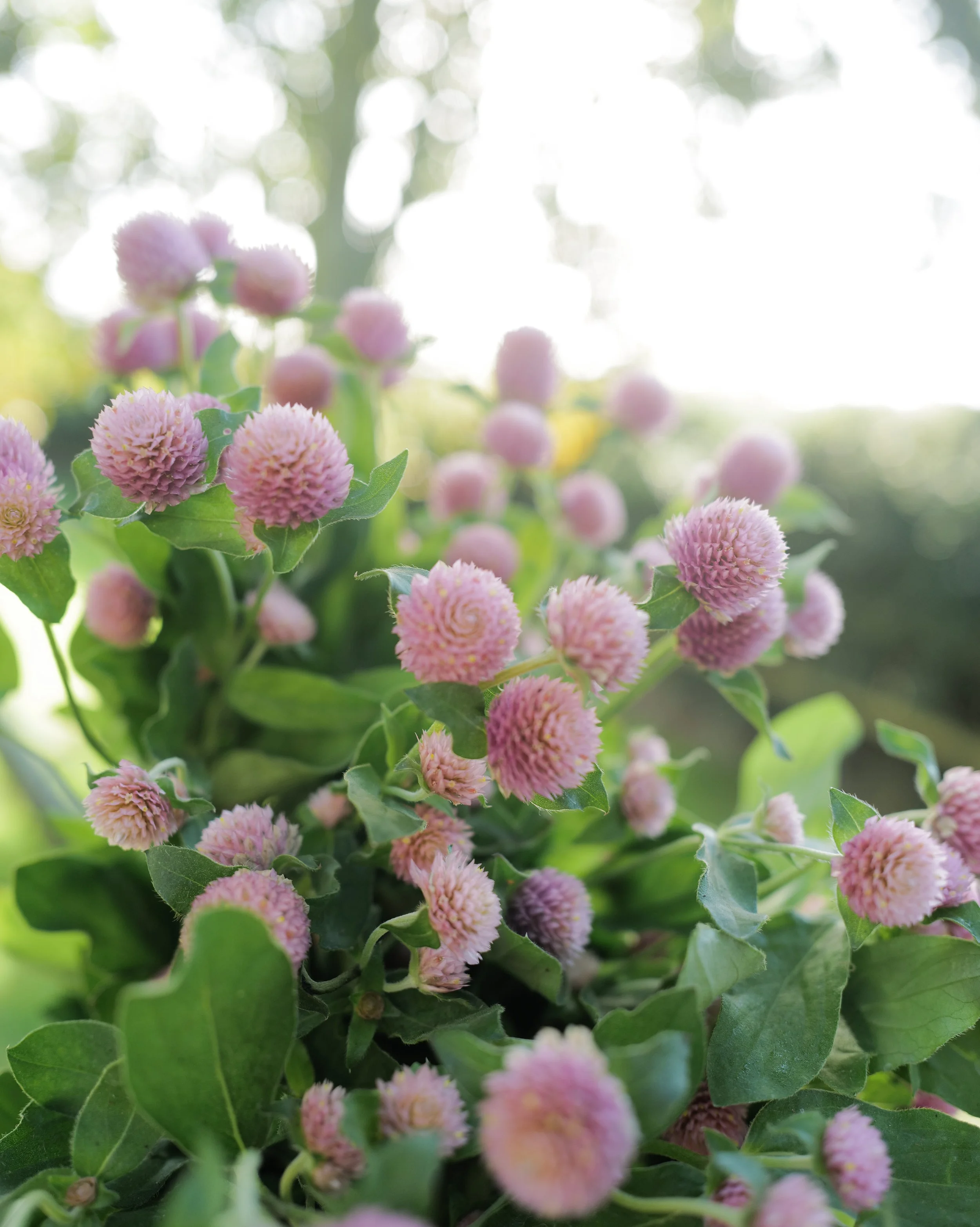 gomphrena rose36.jpg