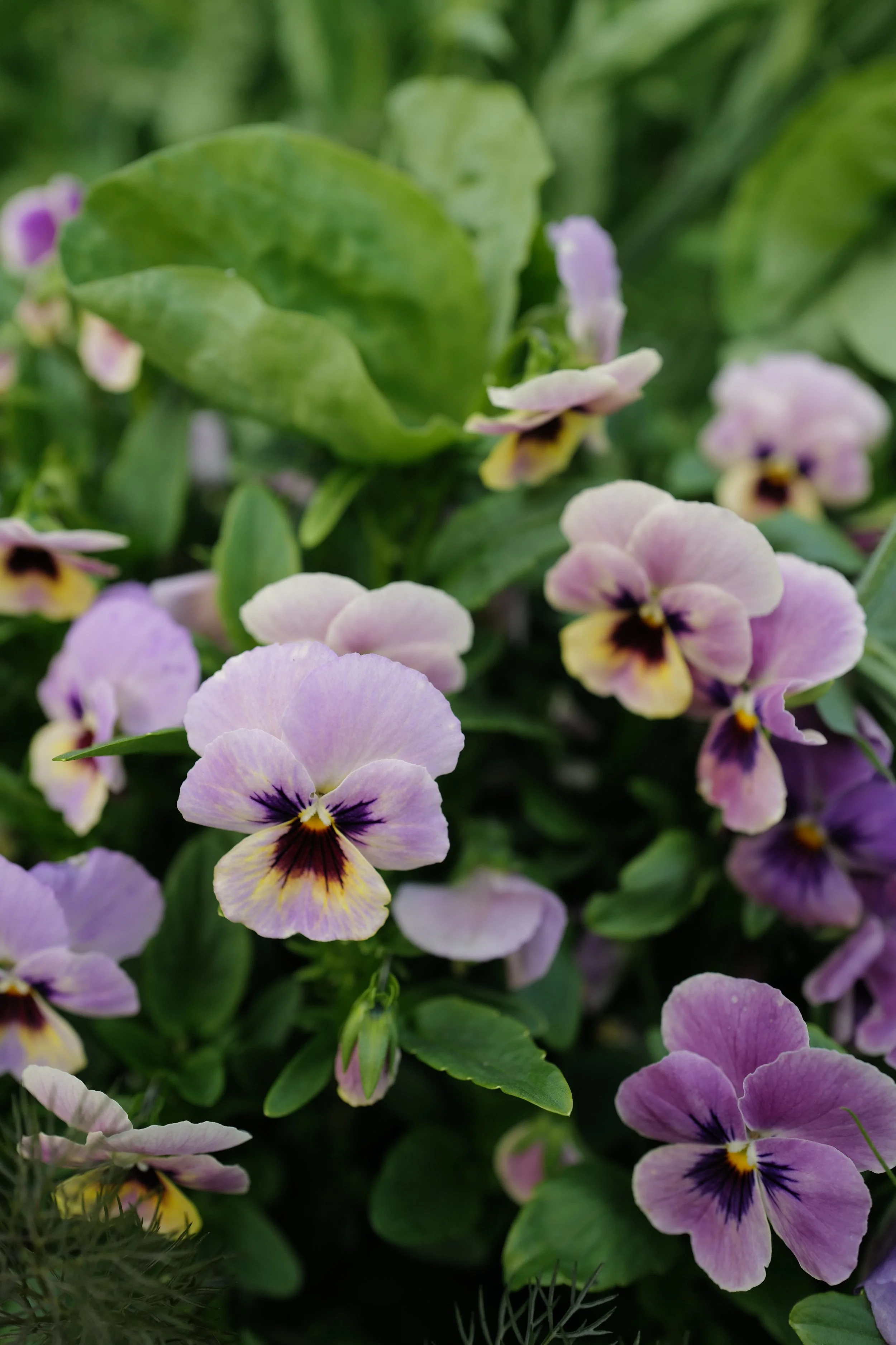 Viola 'Caramel Pastel Lilac'