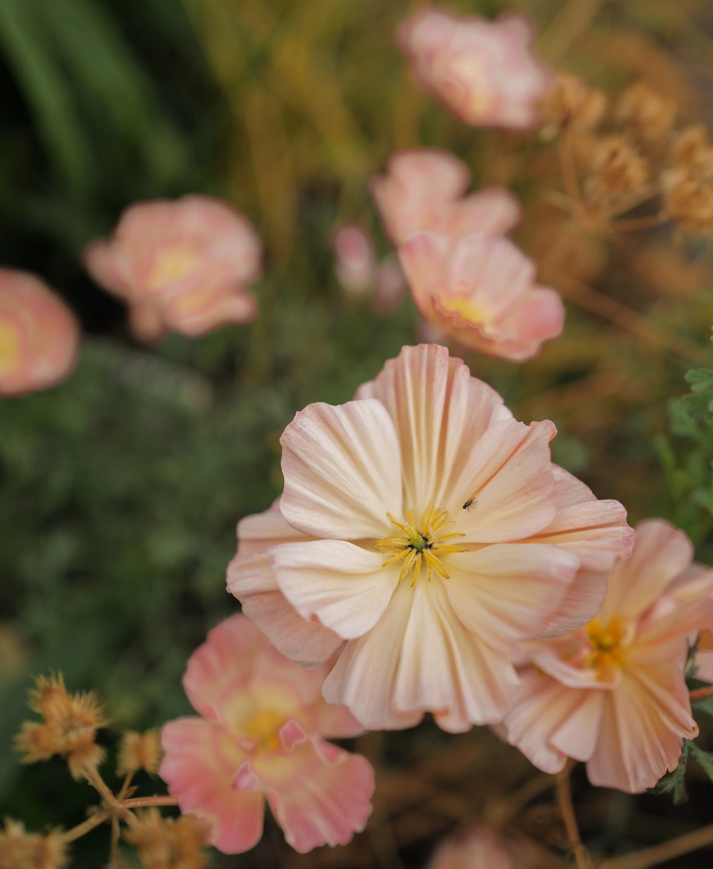 California Poppy pink champange1.jpg