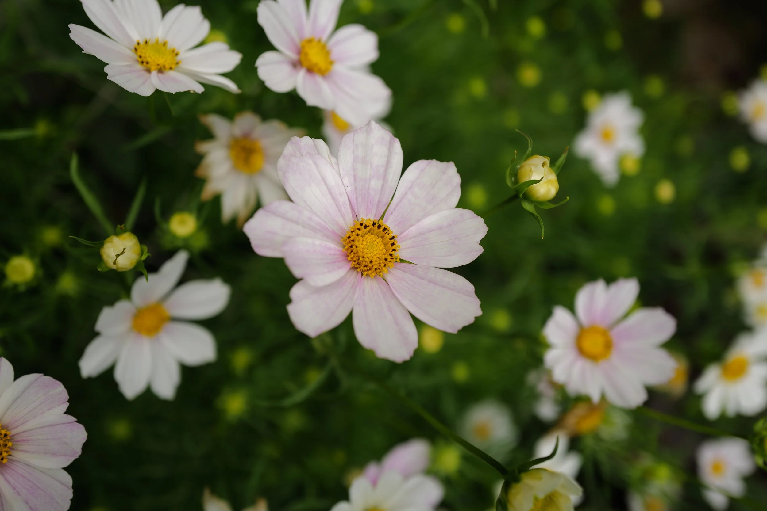 Cosmos ‘Versailles Blush’