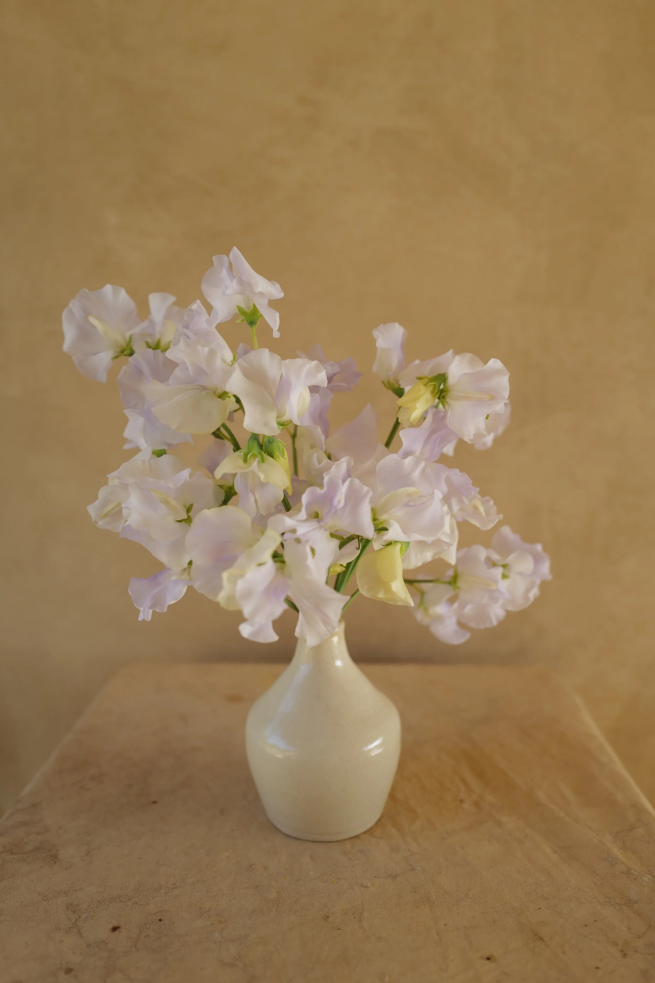 Sweet Pea 'Airan' *Limited Stock*