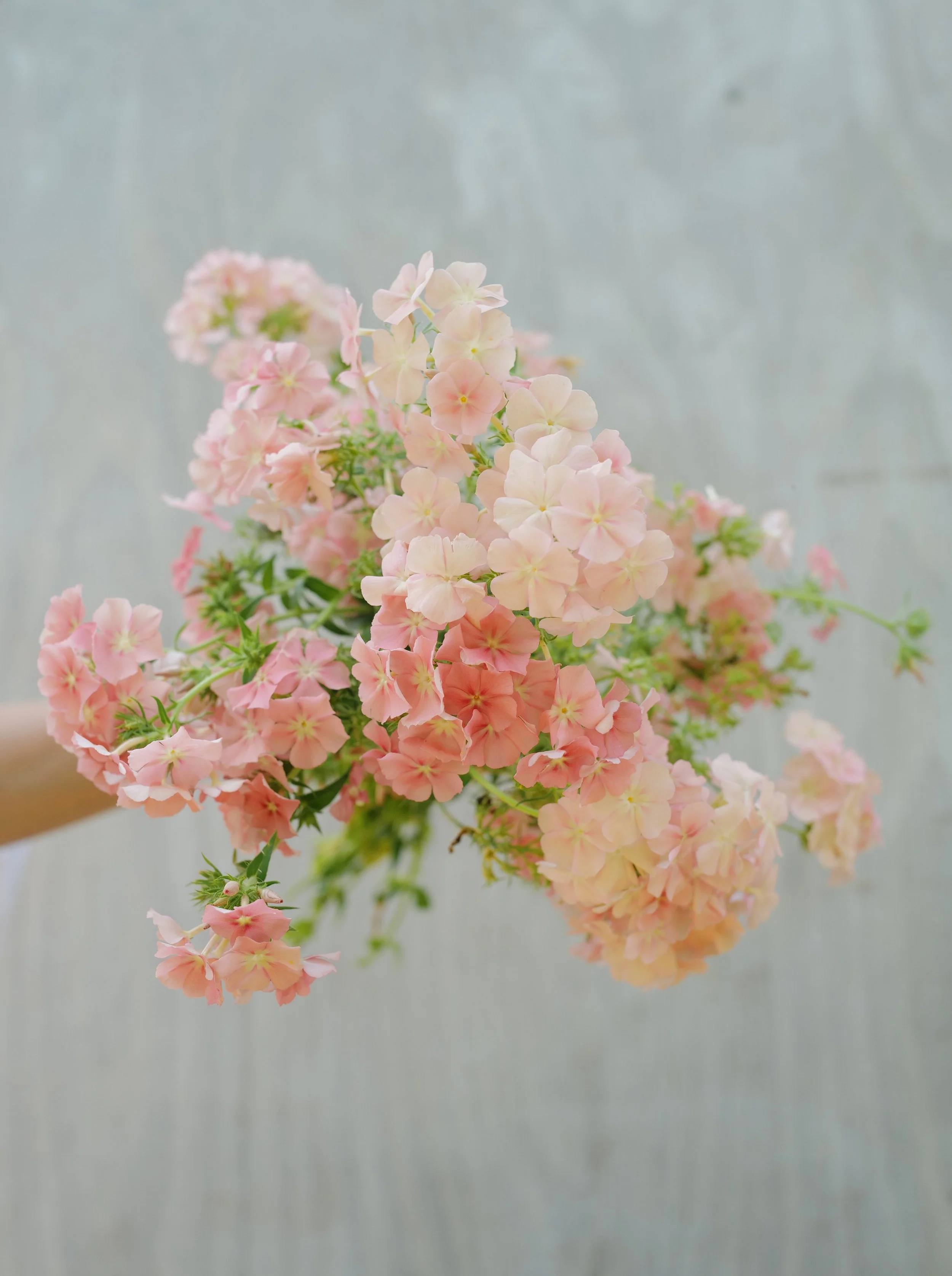 Phlox ‘Coral Reef’