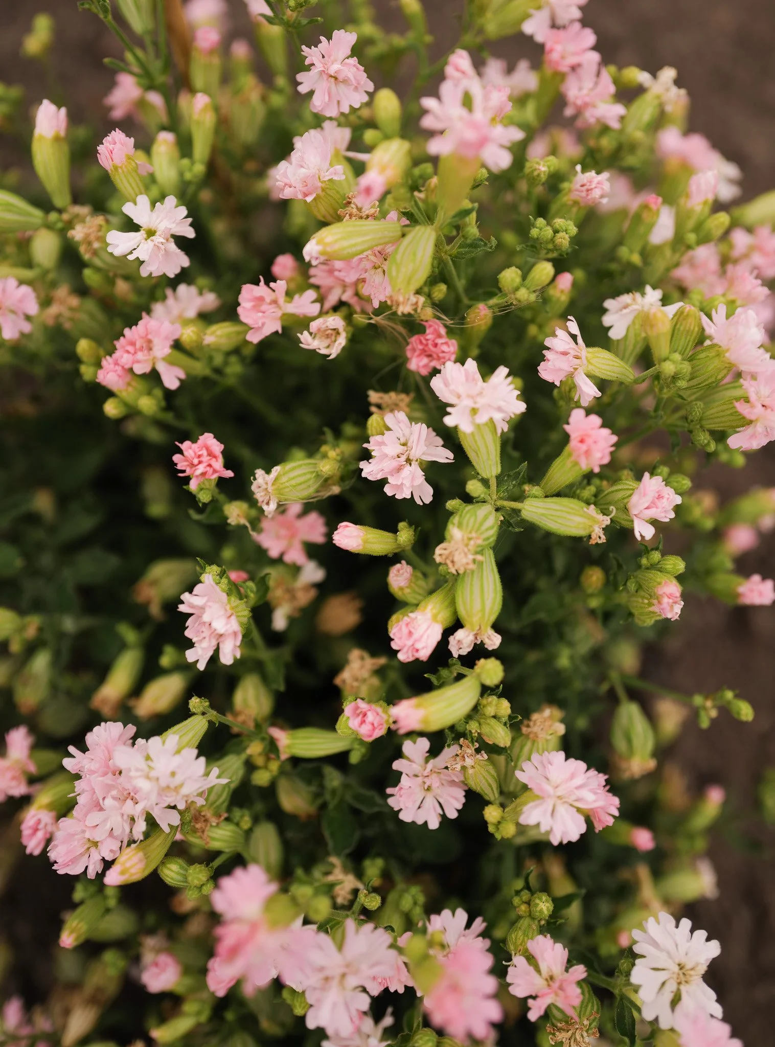 Silene 'Sibella Pink'