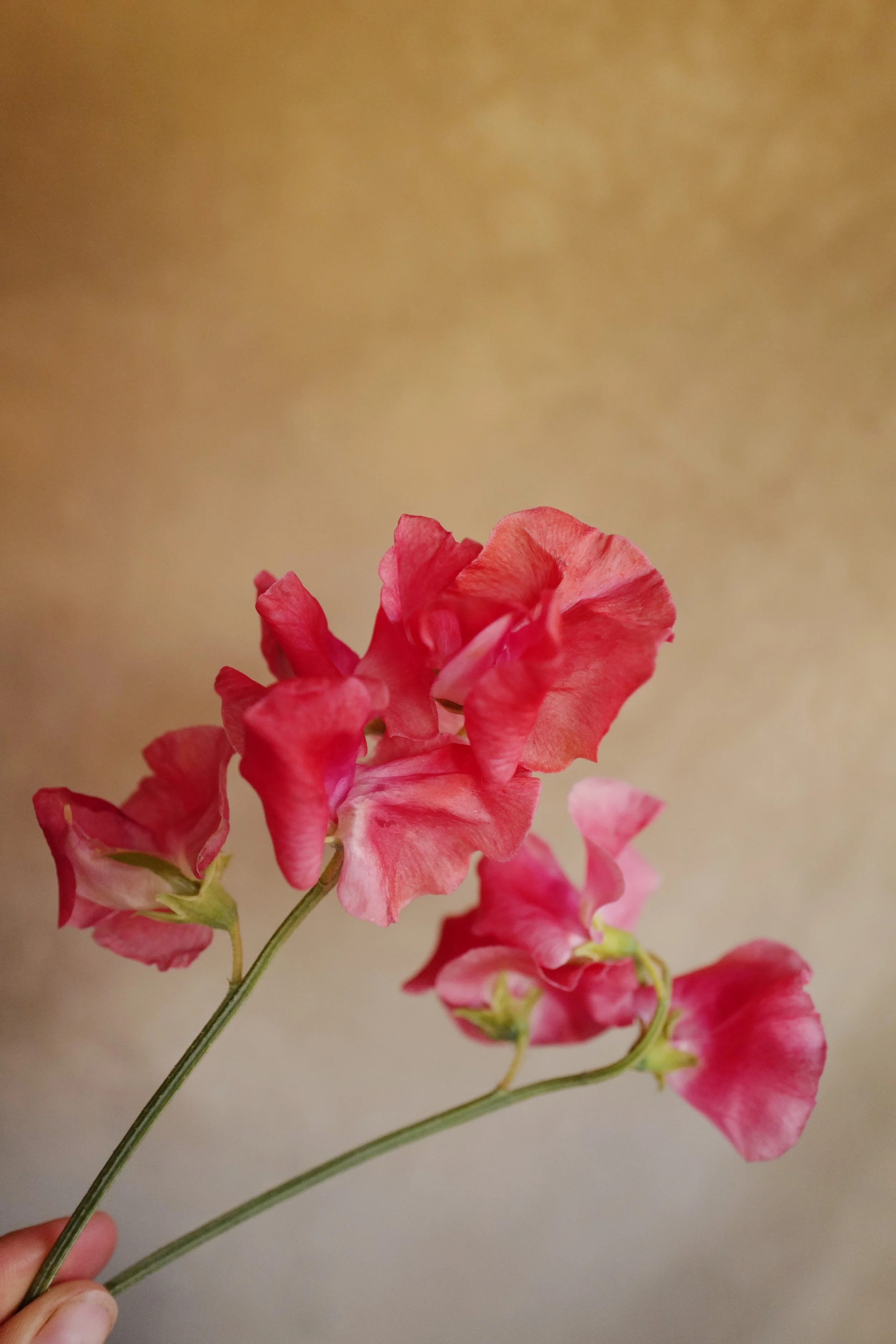 L1430181-VSCO.jpeg