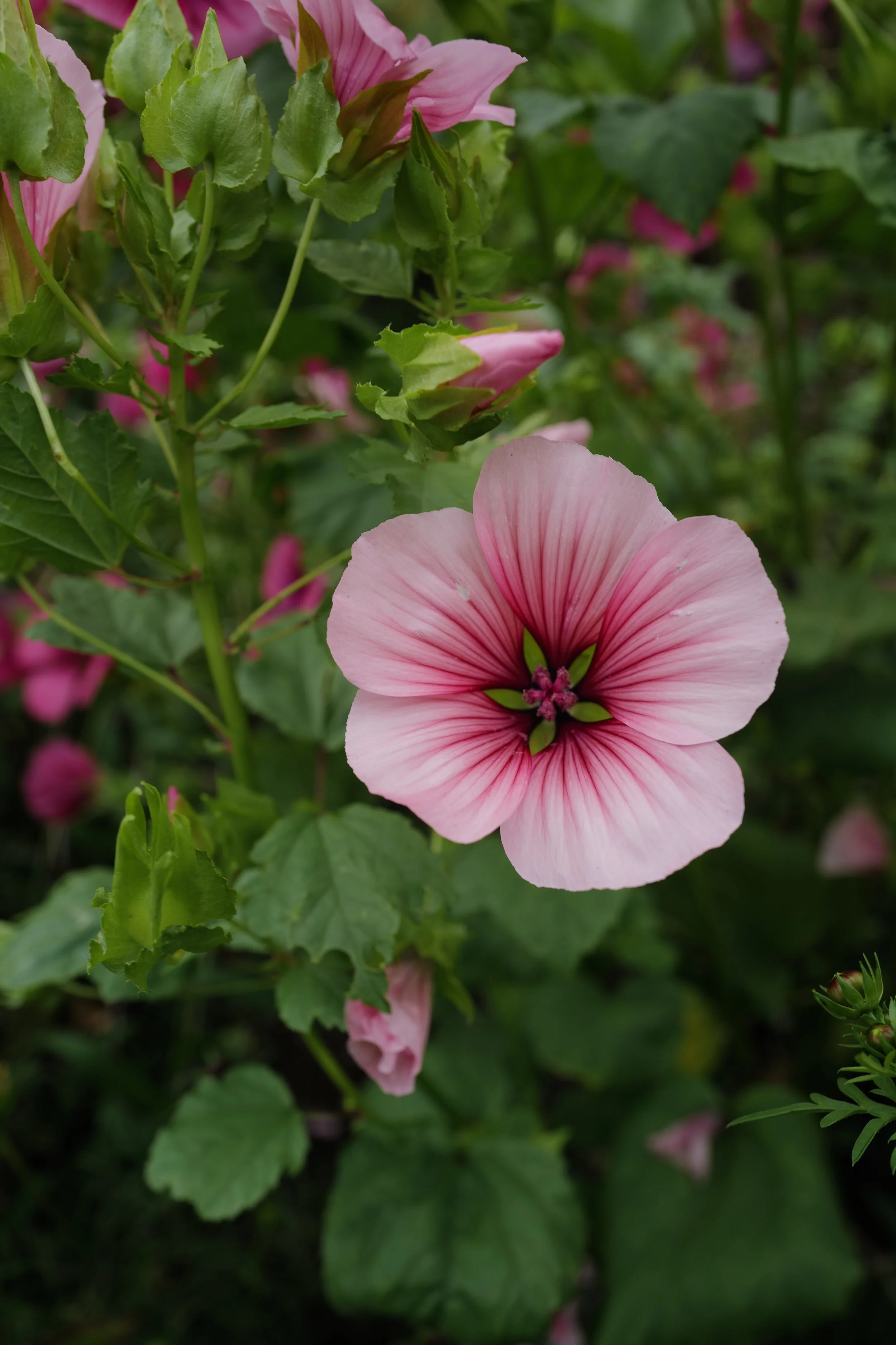 malope pink shells63.JPG