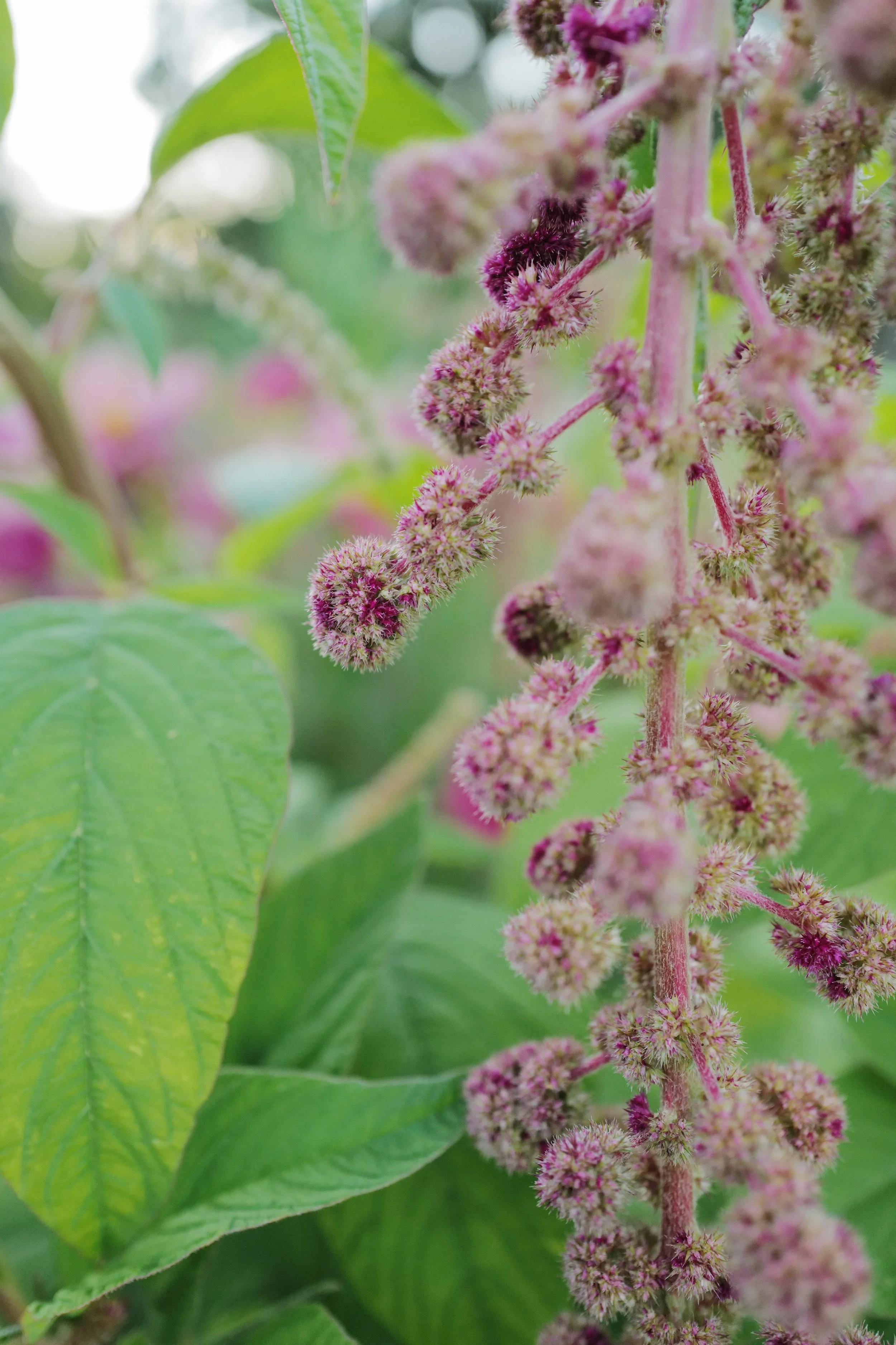 amaranthus mira3.jpeg